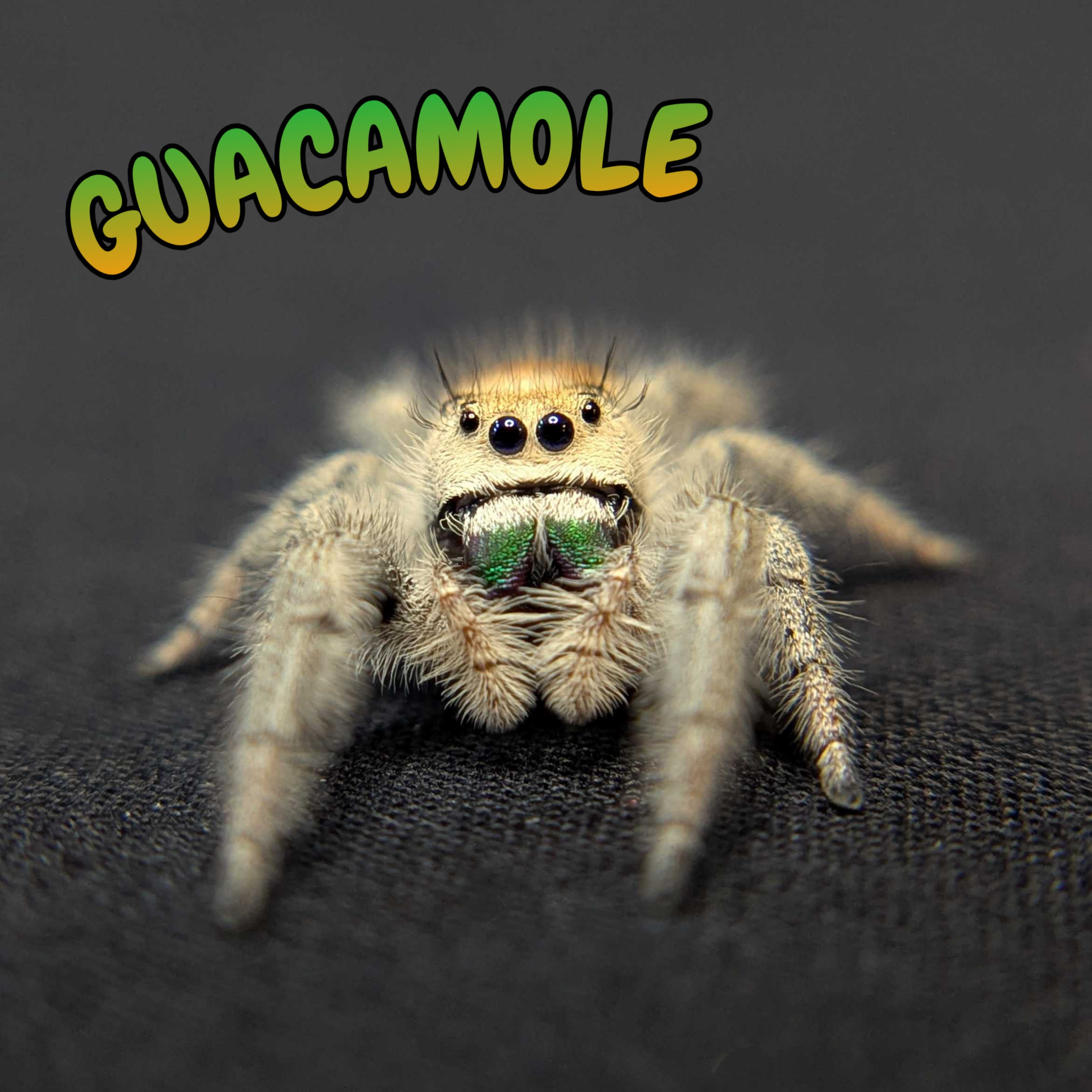 Regal Jumping Spider "Guacamole"