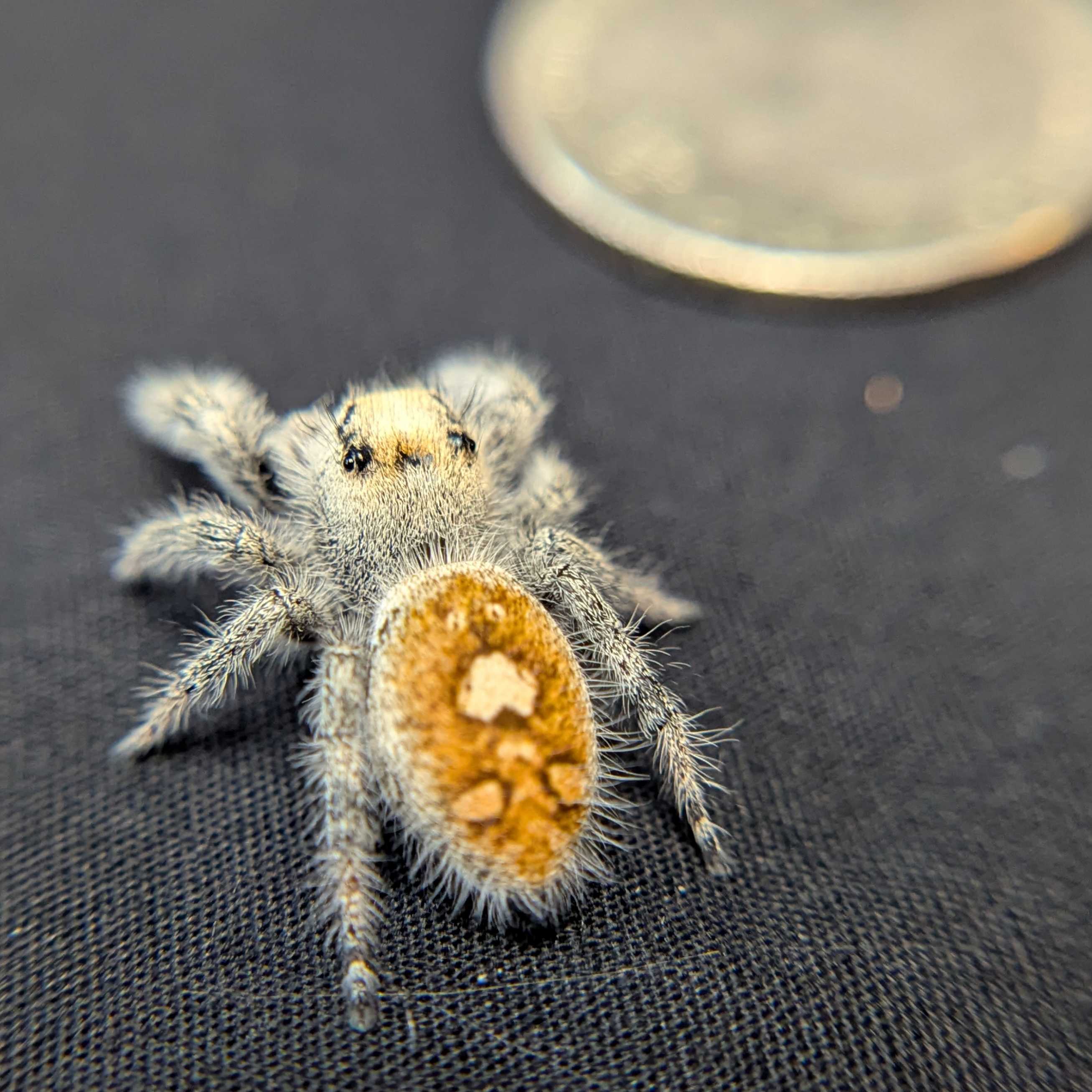 Regal Jumping Spider "Punkin"
