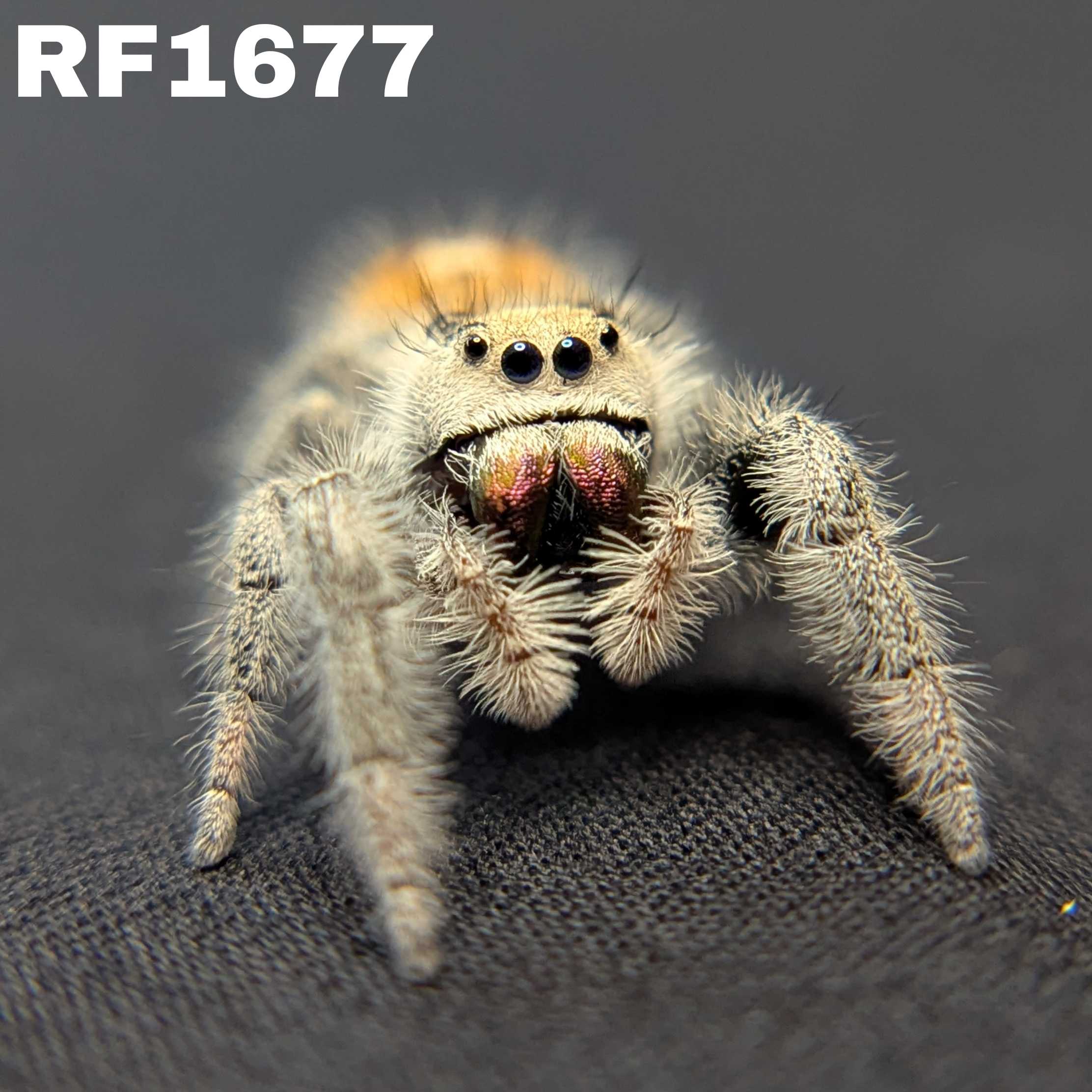 Regal Jumping Spider "Punkin"