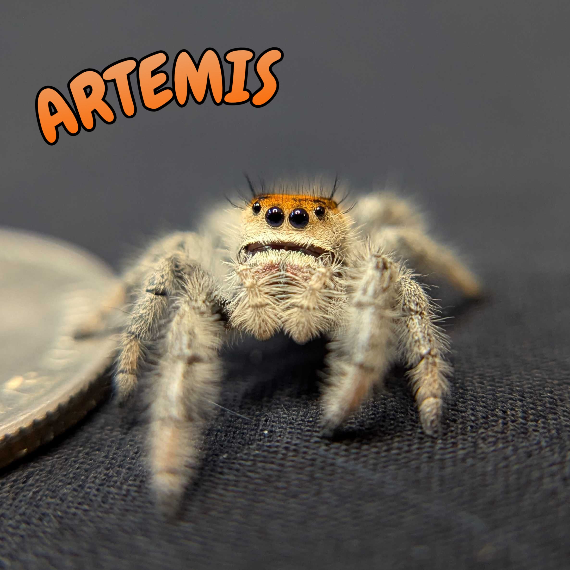 Regal Jumping Spider "Artemis"
