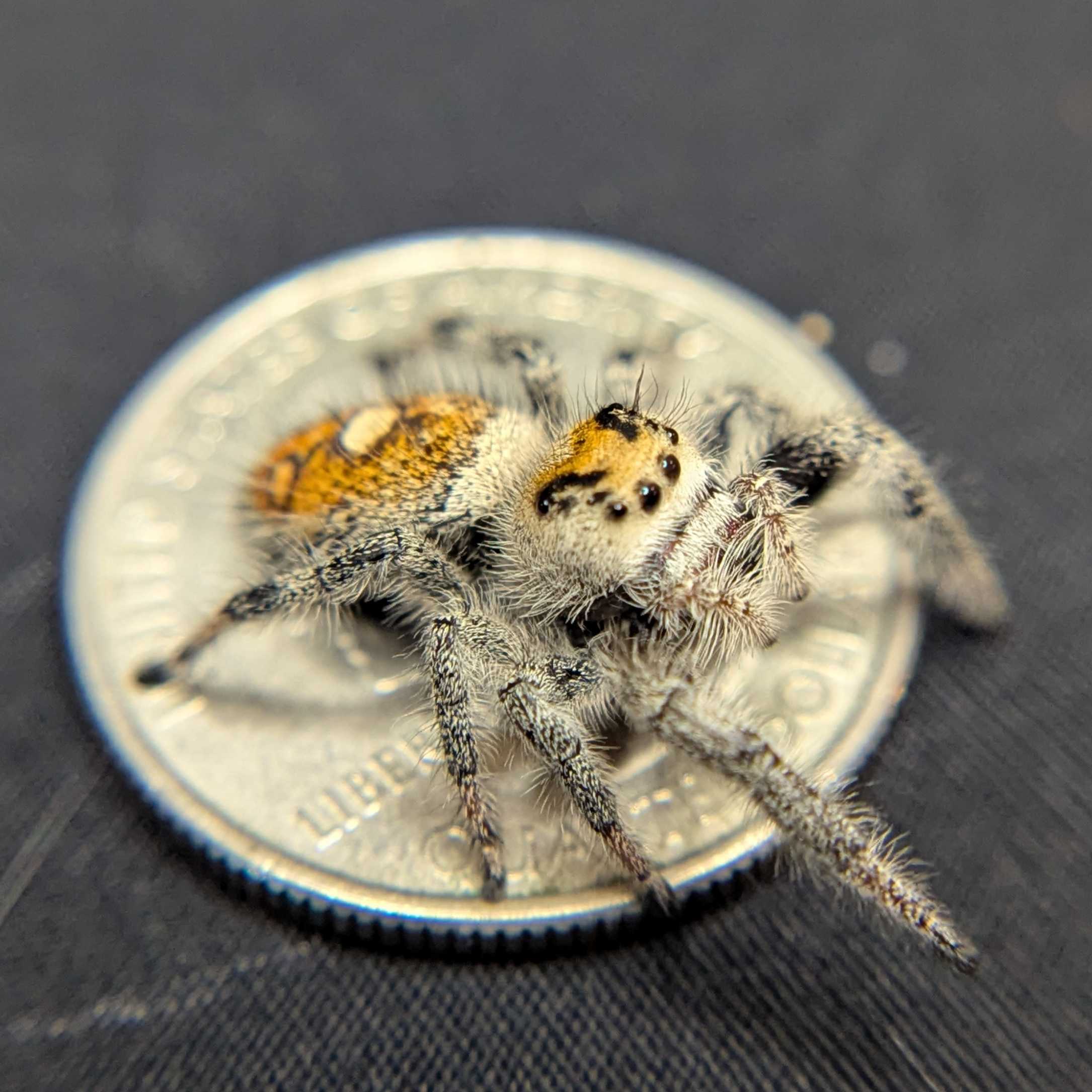 Regal Jumping Spider “Ivy”