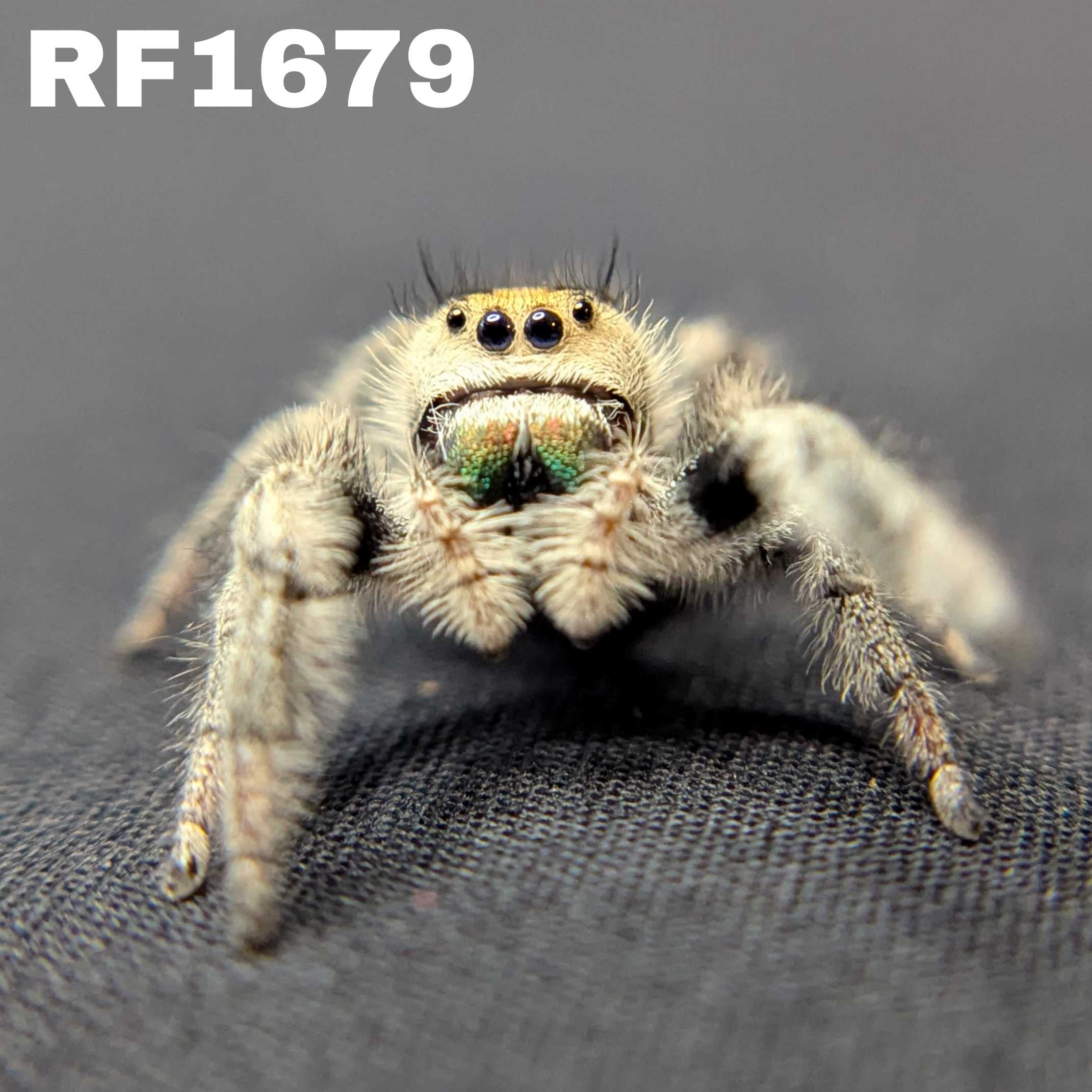 Regal Jumping Spider “Ivy”