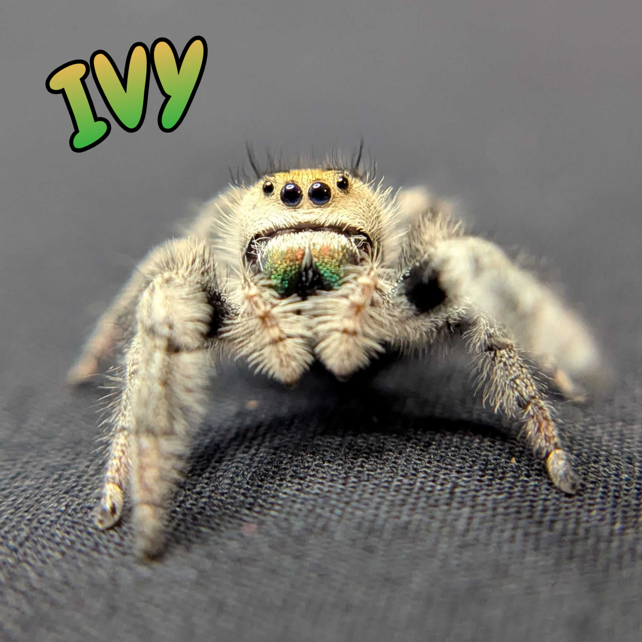 Regal Jumping Spider “Ivy”