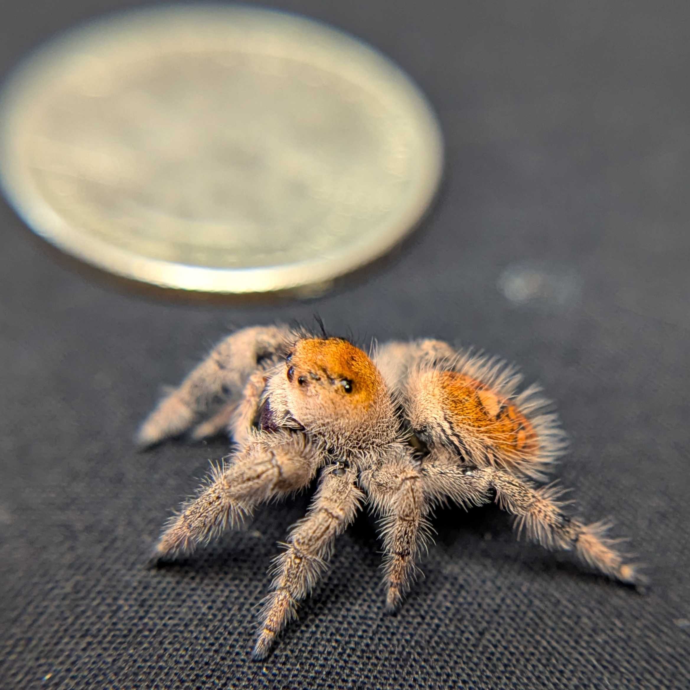Regal Jumping Spider "Grape"