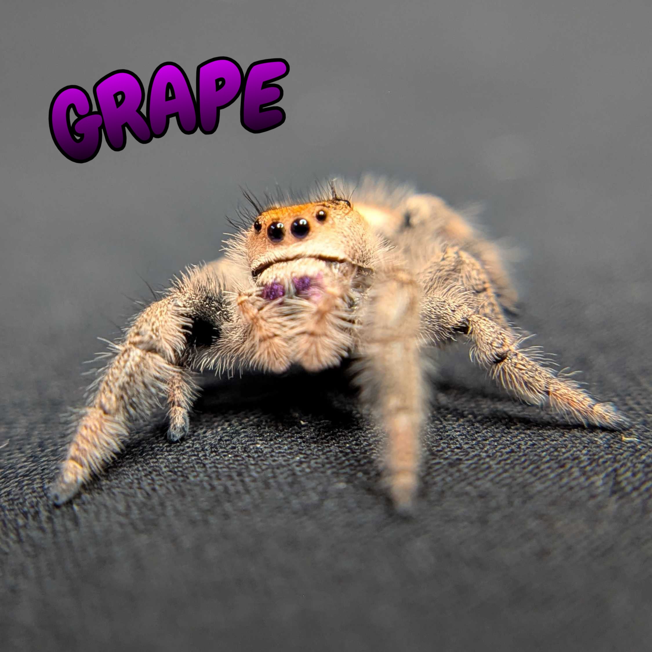 Regal Jumping Spider "Grape"