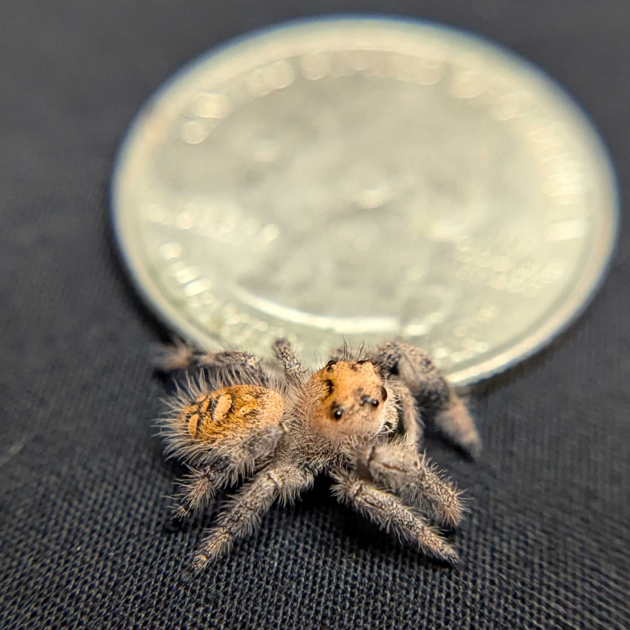 Regal Jumping Spider "Champagne"