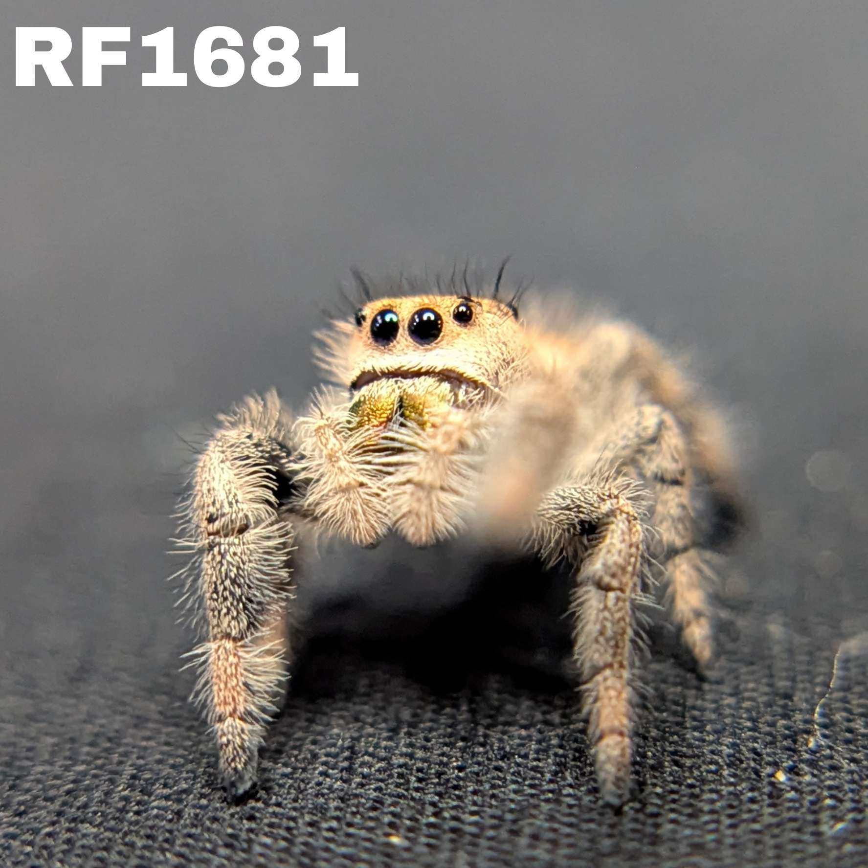 Regal Jumping Spider "Champagne"