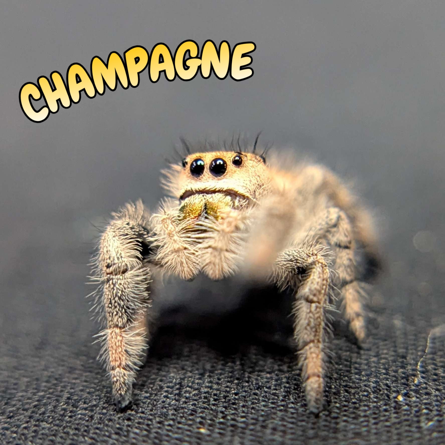 Regal Jumping Spider "Champagne"