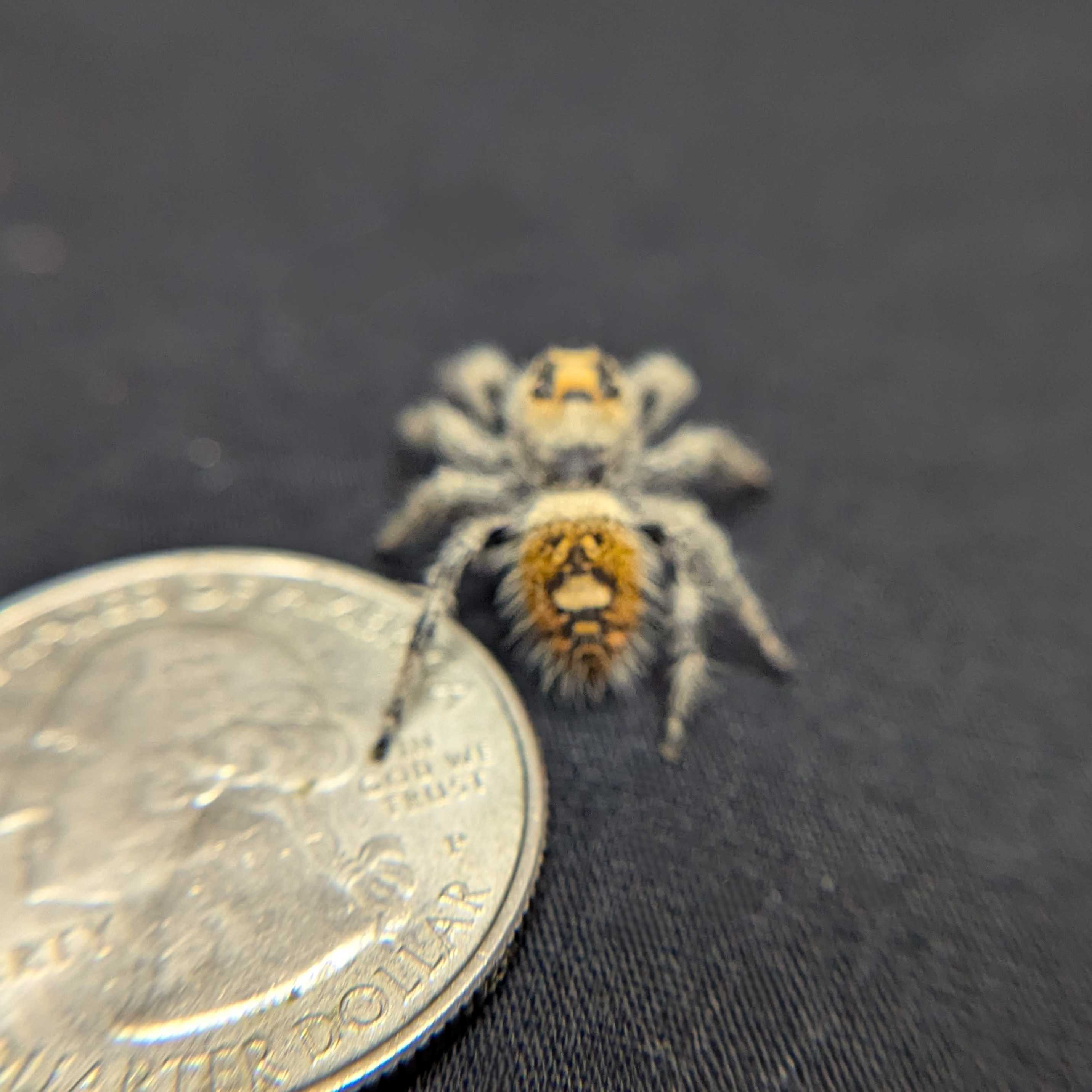 Regal Jumping Spider “Apricot”