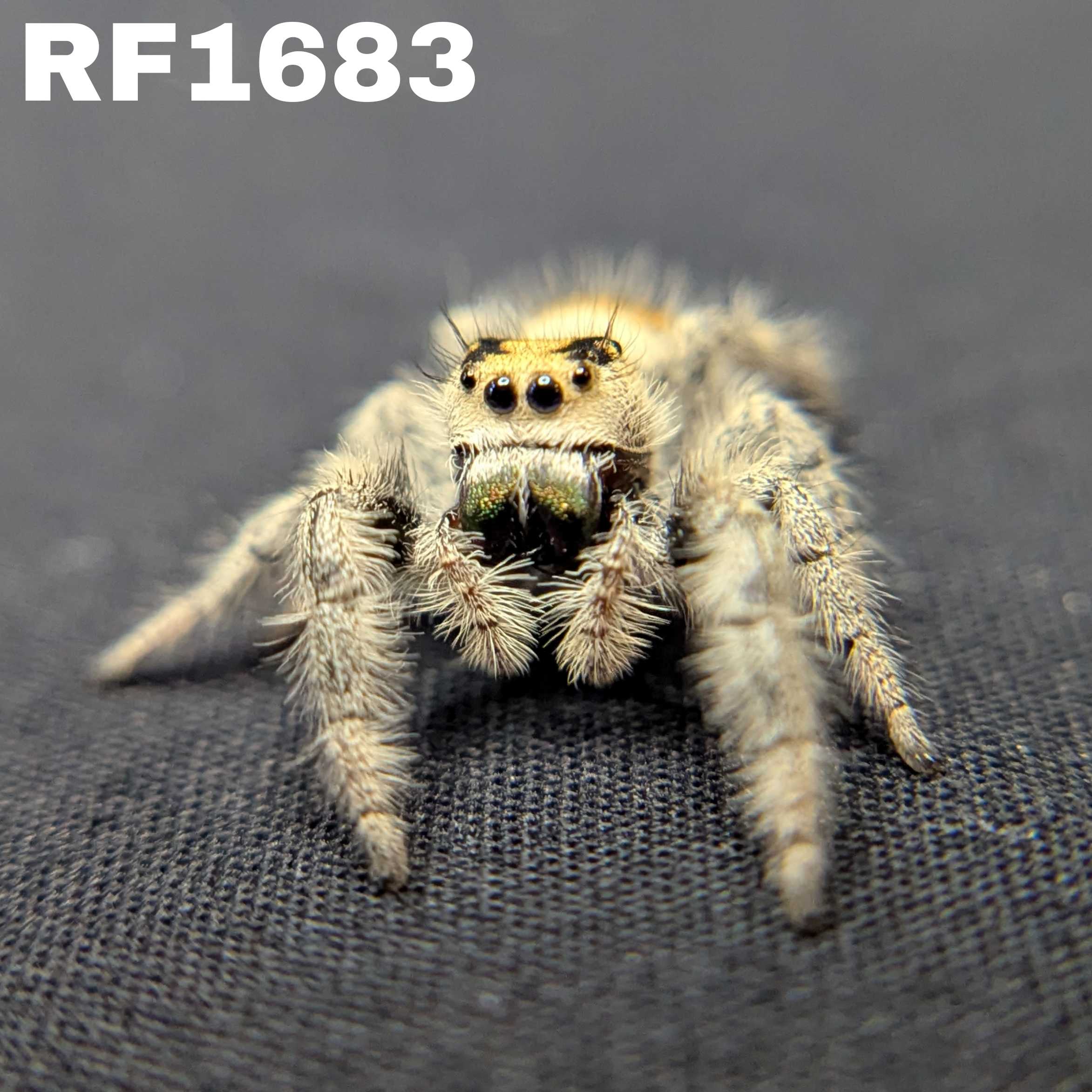 Regal Jumping Spider “Apricot”