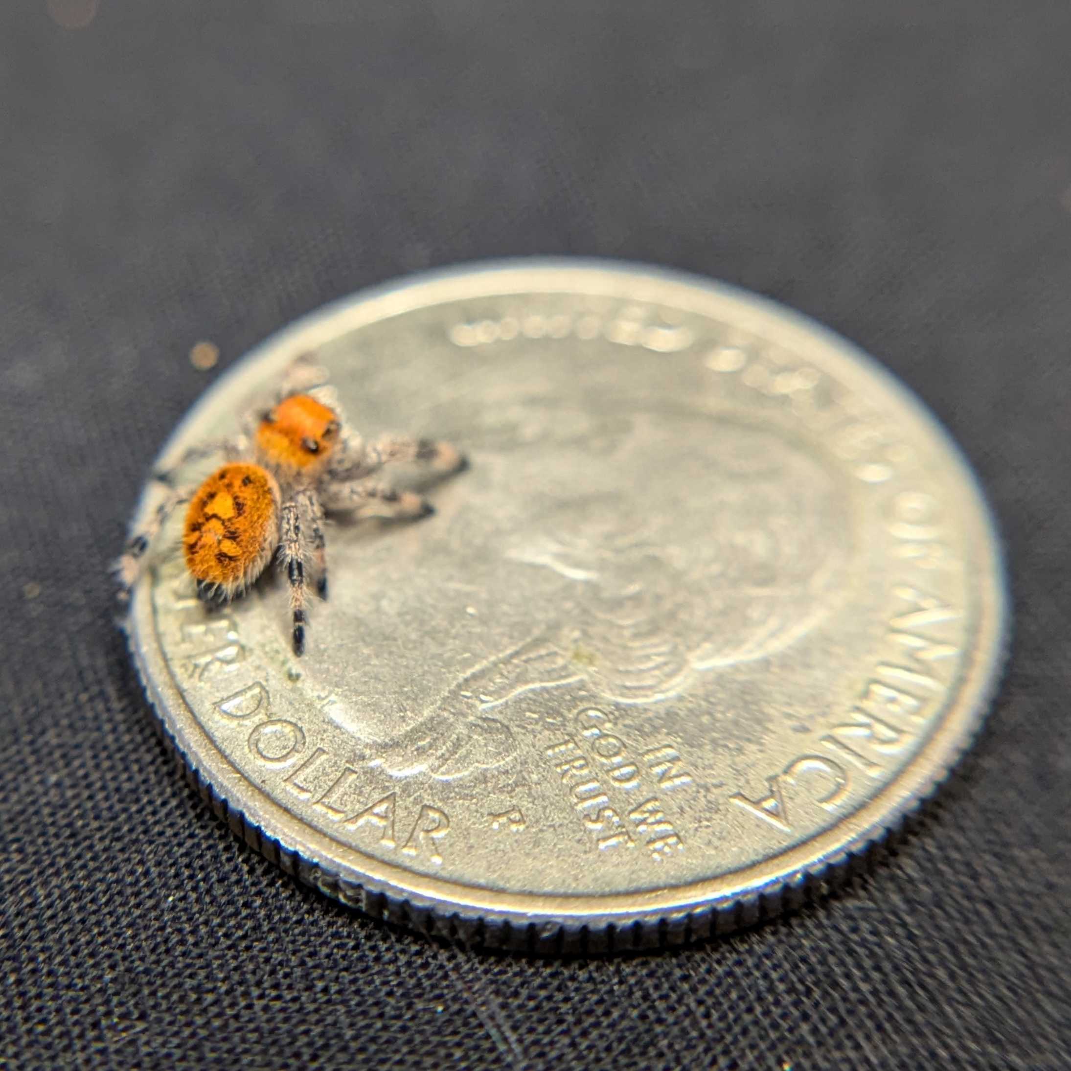 Regal Jumping Spider "Mango"