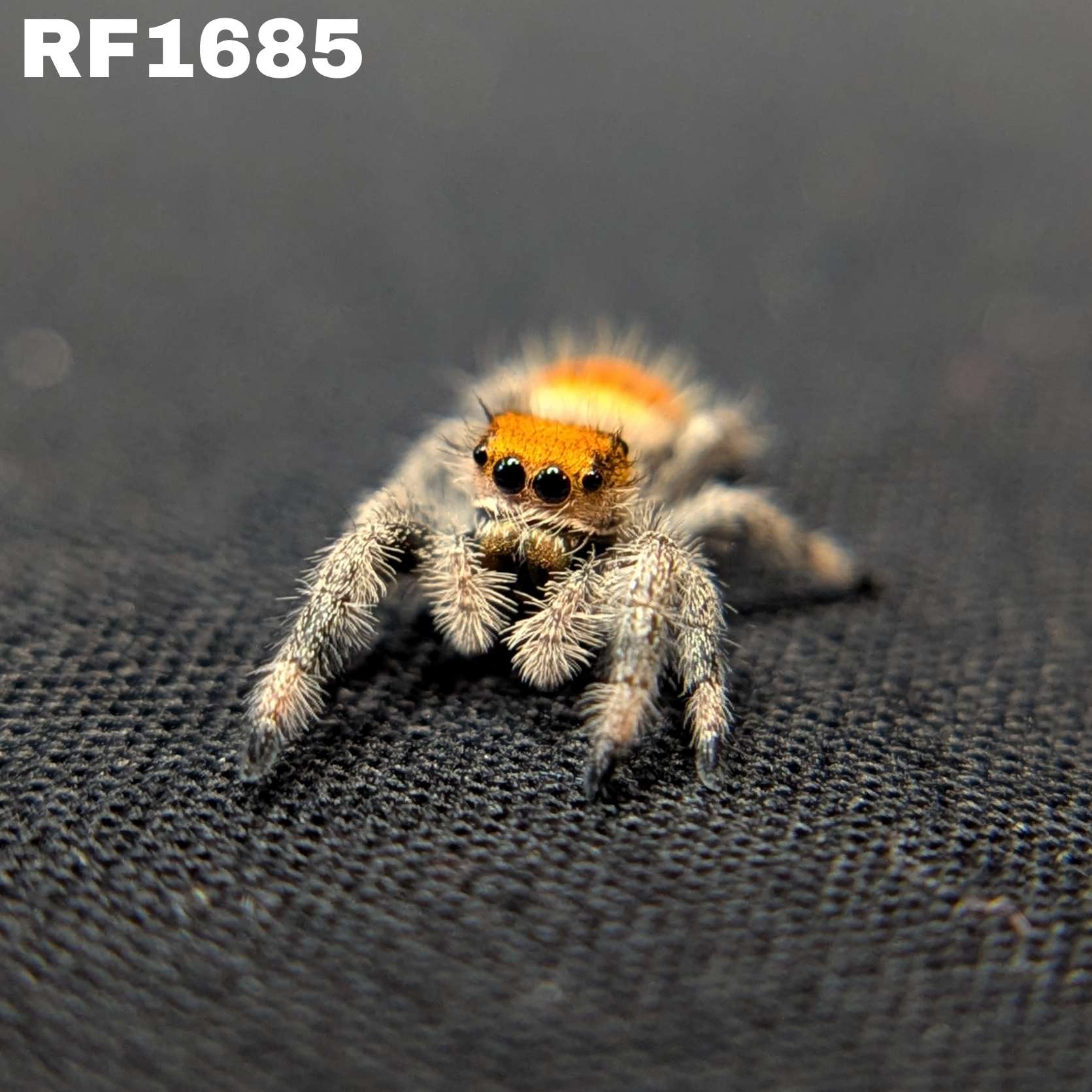 Regal Jumping Spider "Mango"