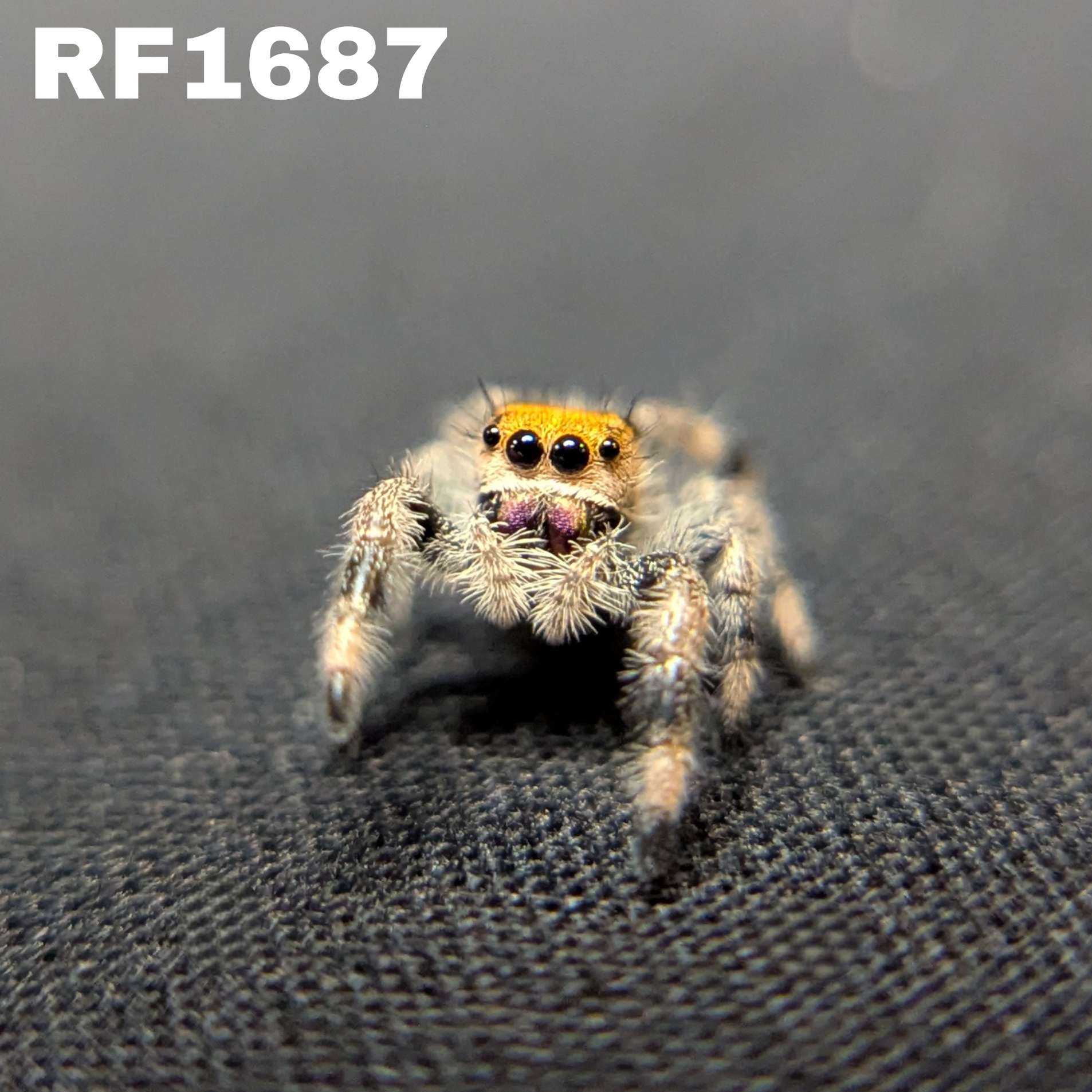 Regal Jumping Spider "Pink Lemonade"