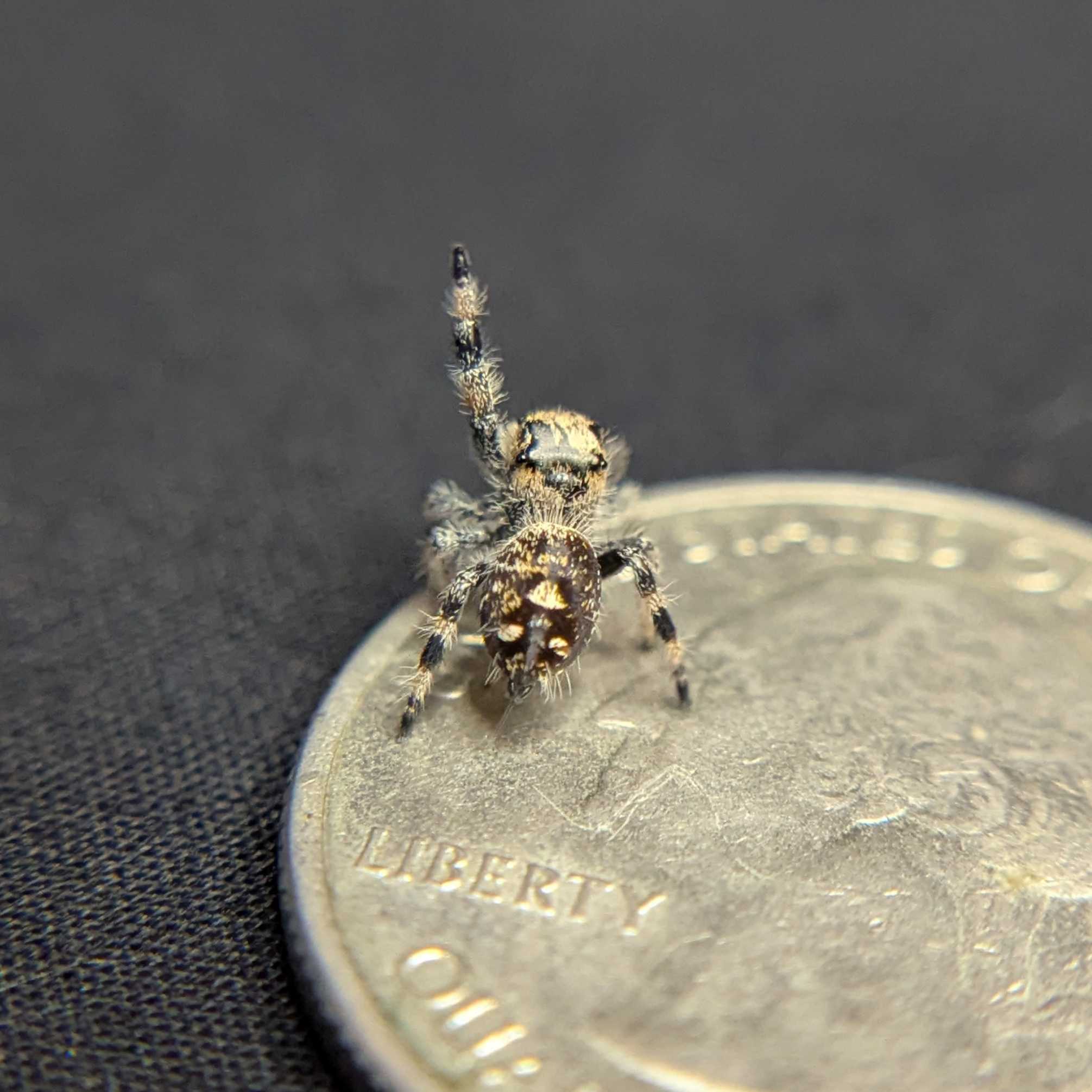 Regal Jumping Spider “Shortcake”