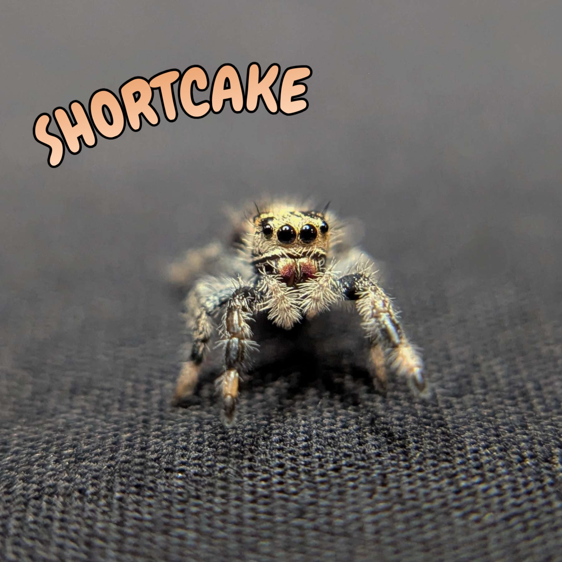 Regal Jumping Spider “Shortcake”