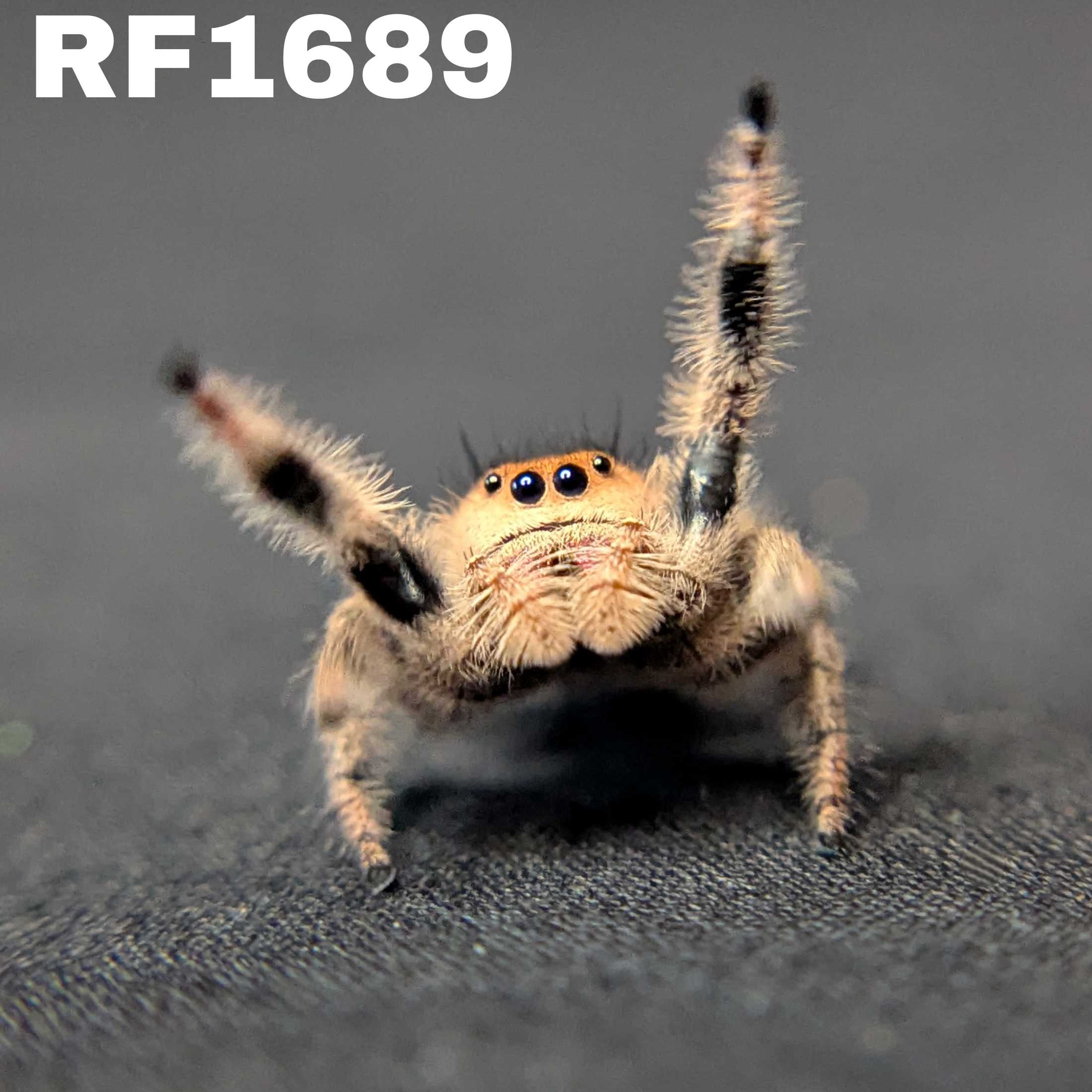 Regal Jumping Spider "Mandarin"