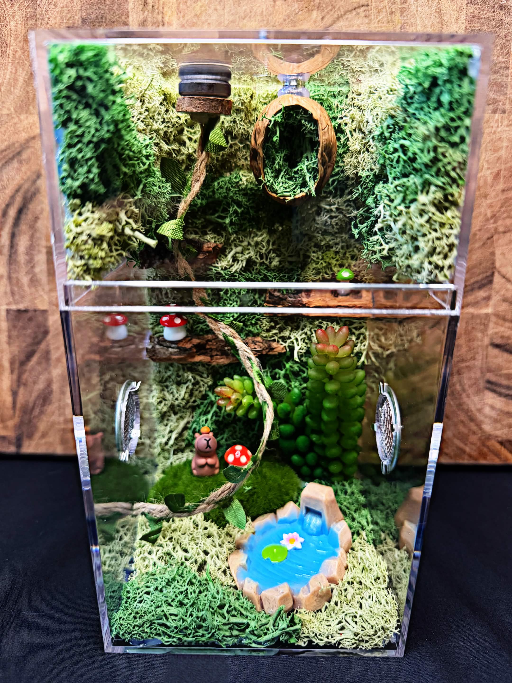 Custom Jumping Spider Enclosure