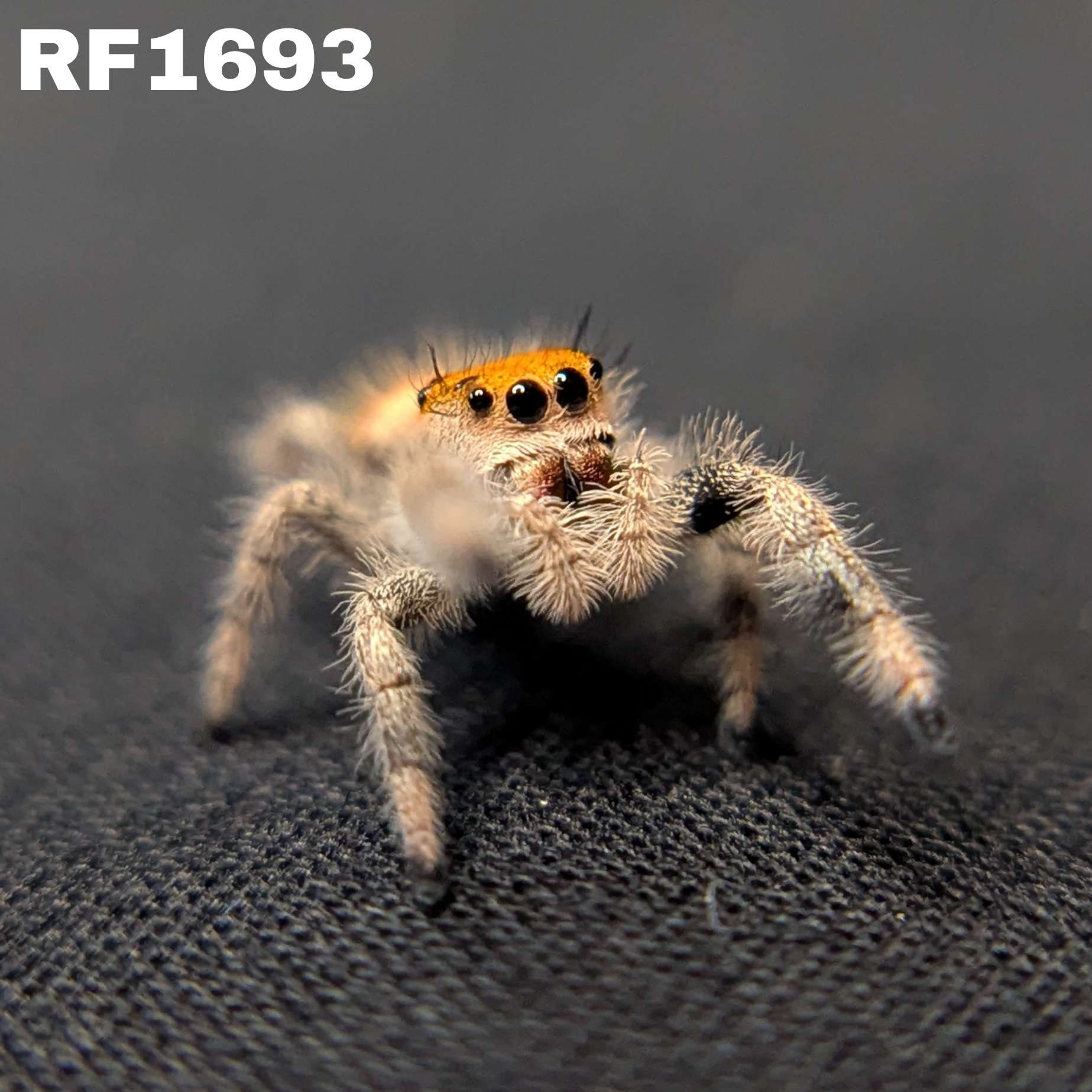 Regal Jumping Spider “Dijon”