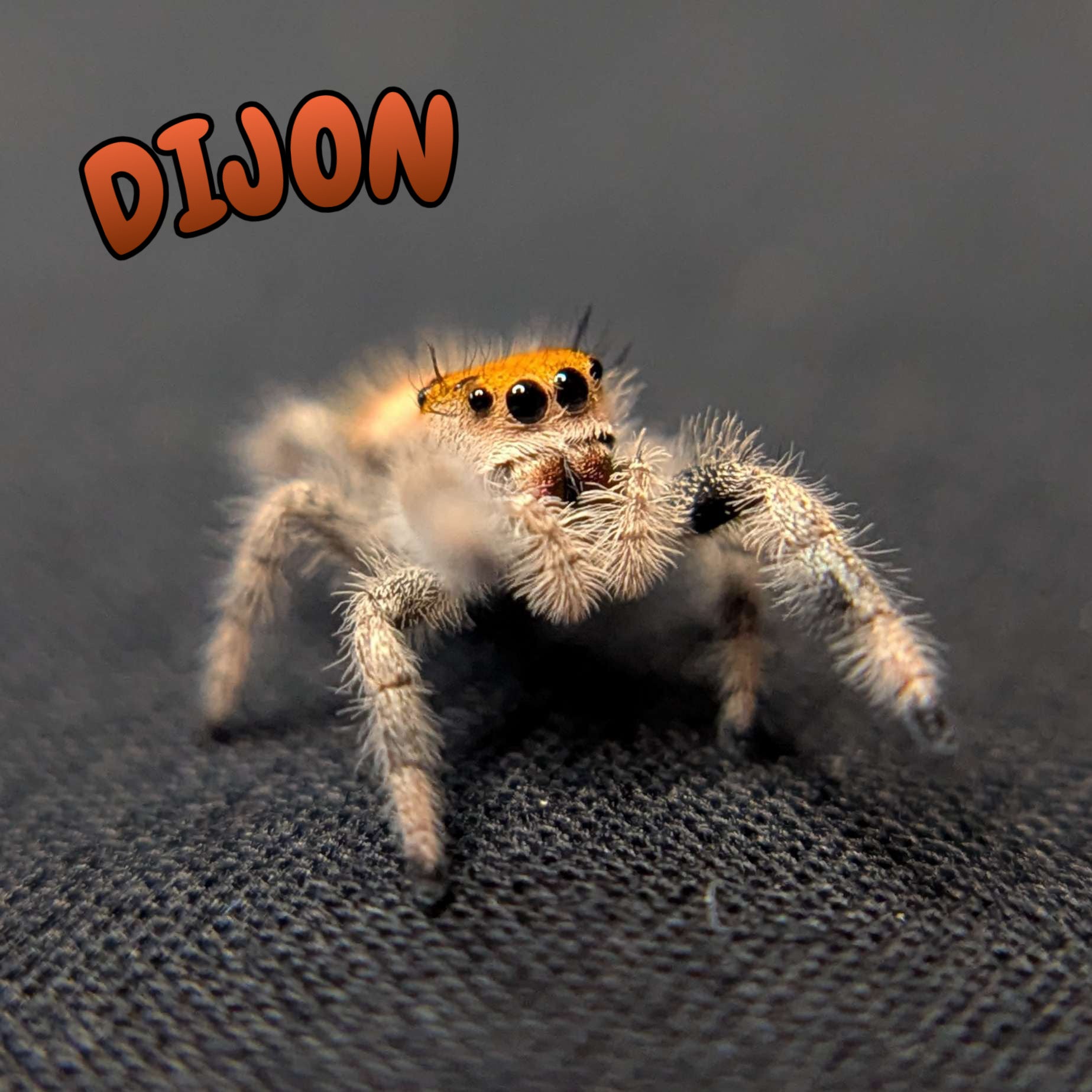 Regal Jumping Spider “Dijon”