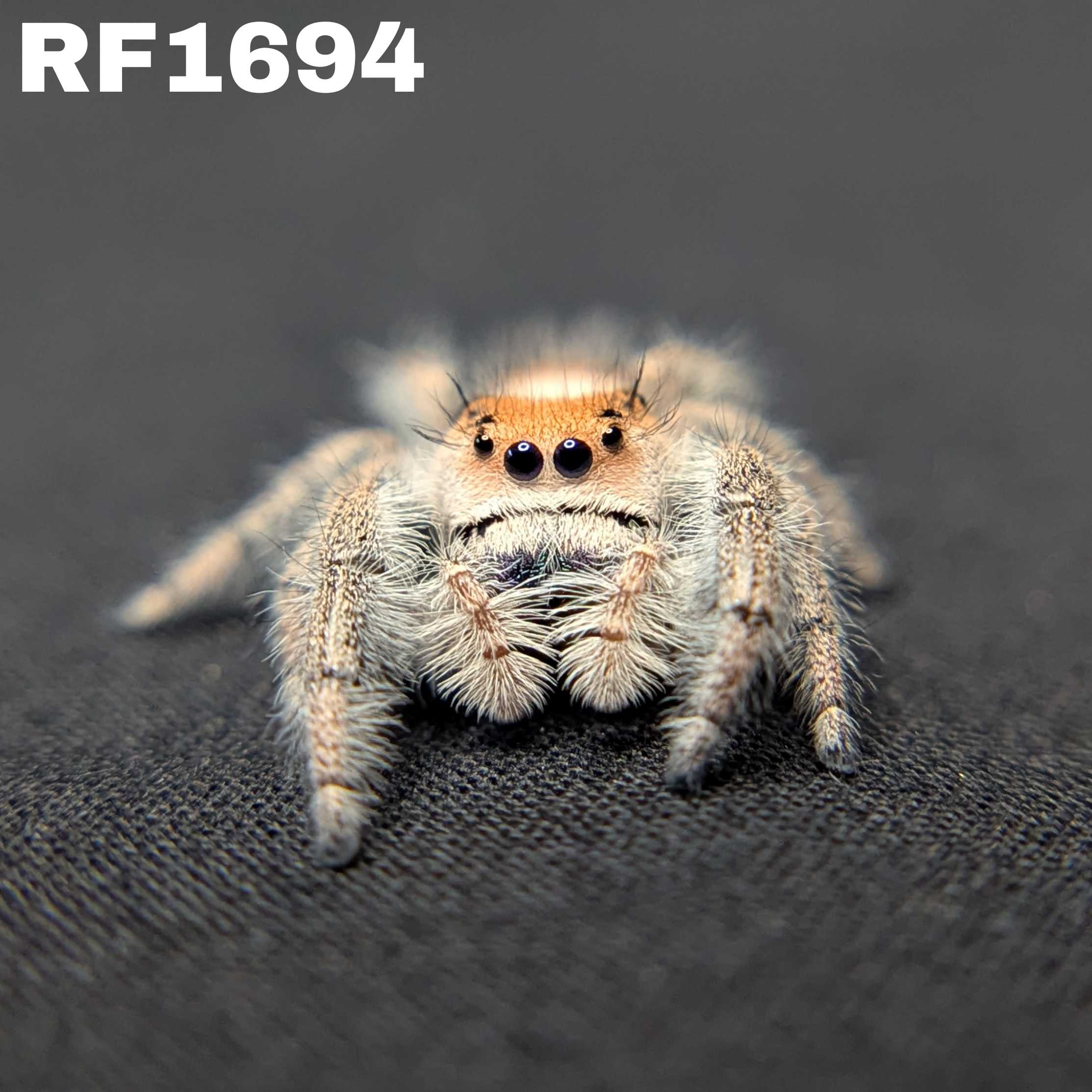 Regal Jumping Spider “Charm”