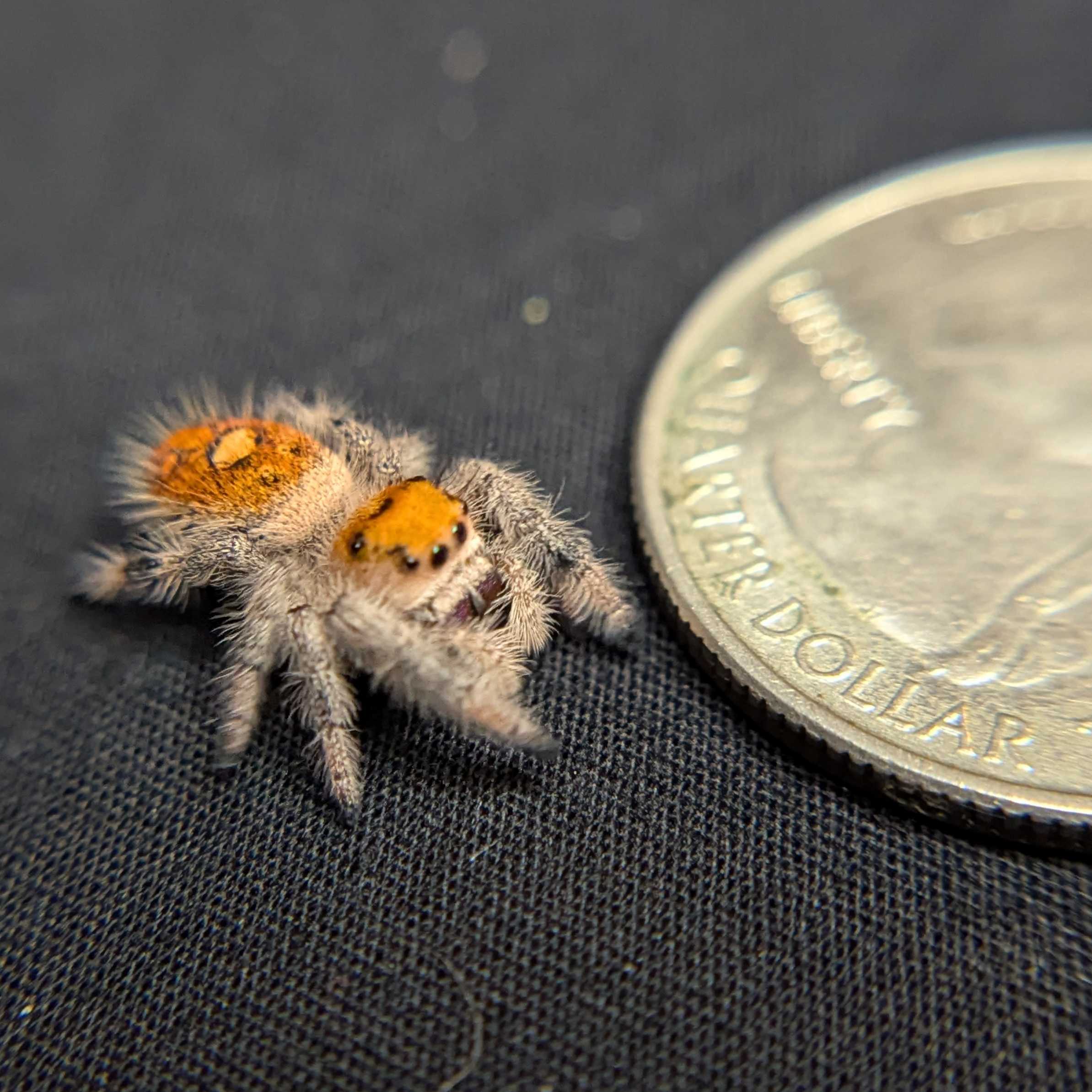 ~Auction~ Regal Jumping Spider "Cherry Blossom”