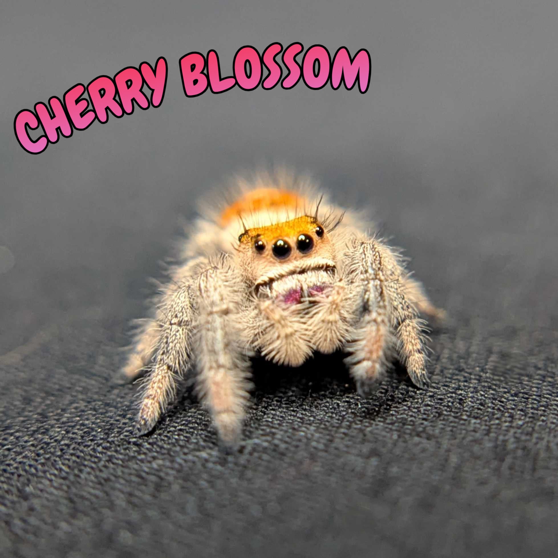~Auction~ Regal Jumping Spider "Cherry Blossom”