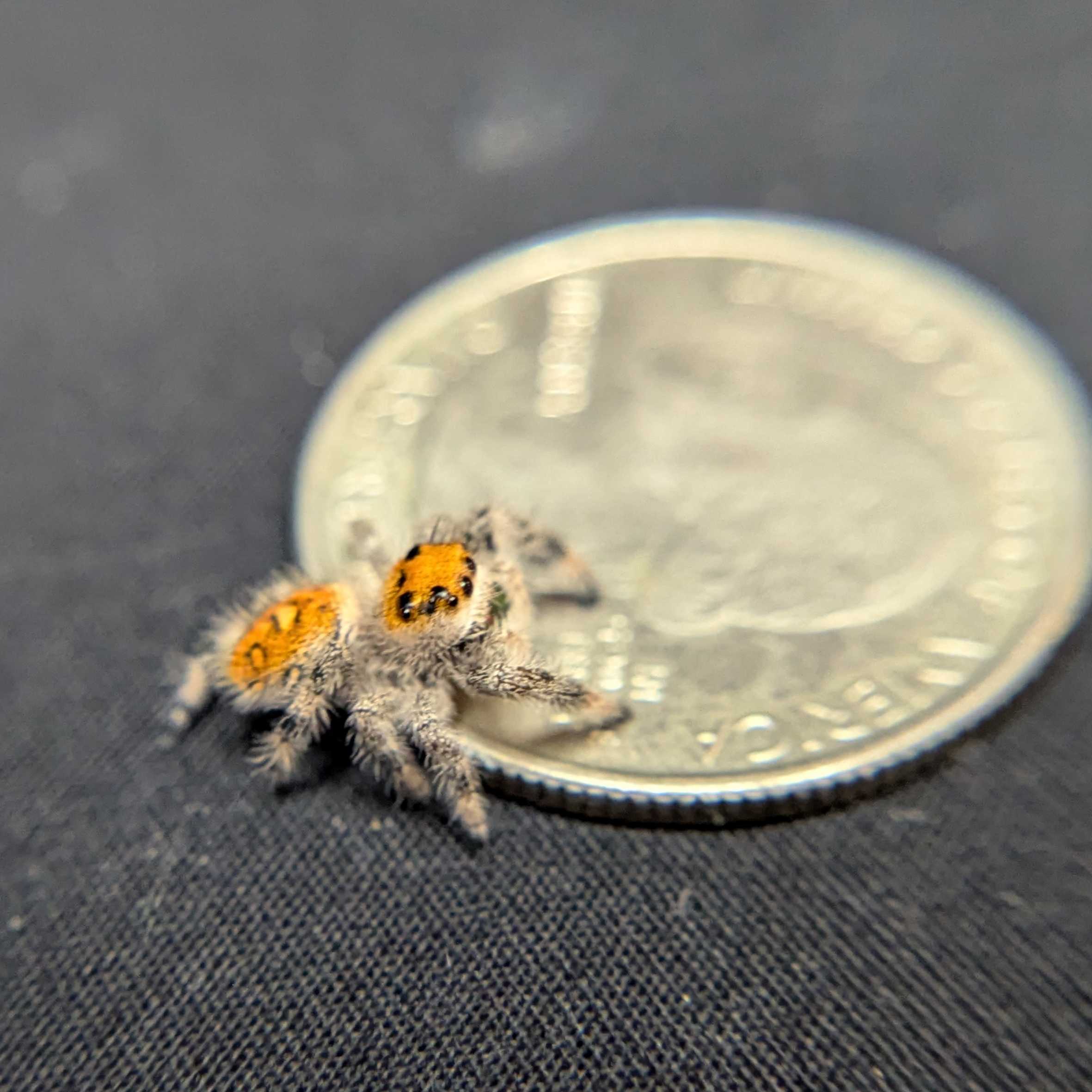 Regal Jumping Spider "Ignisa"