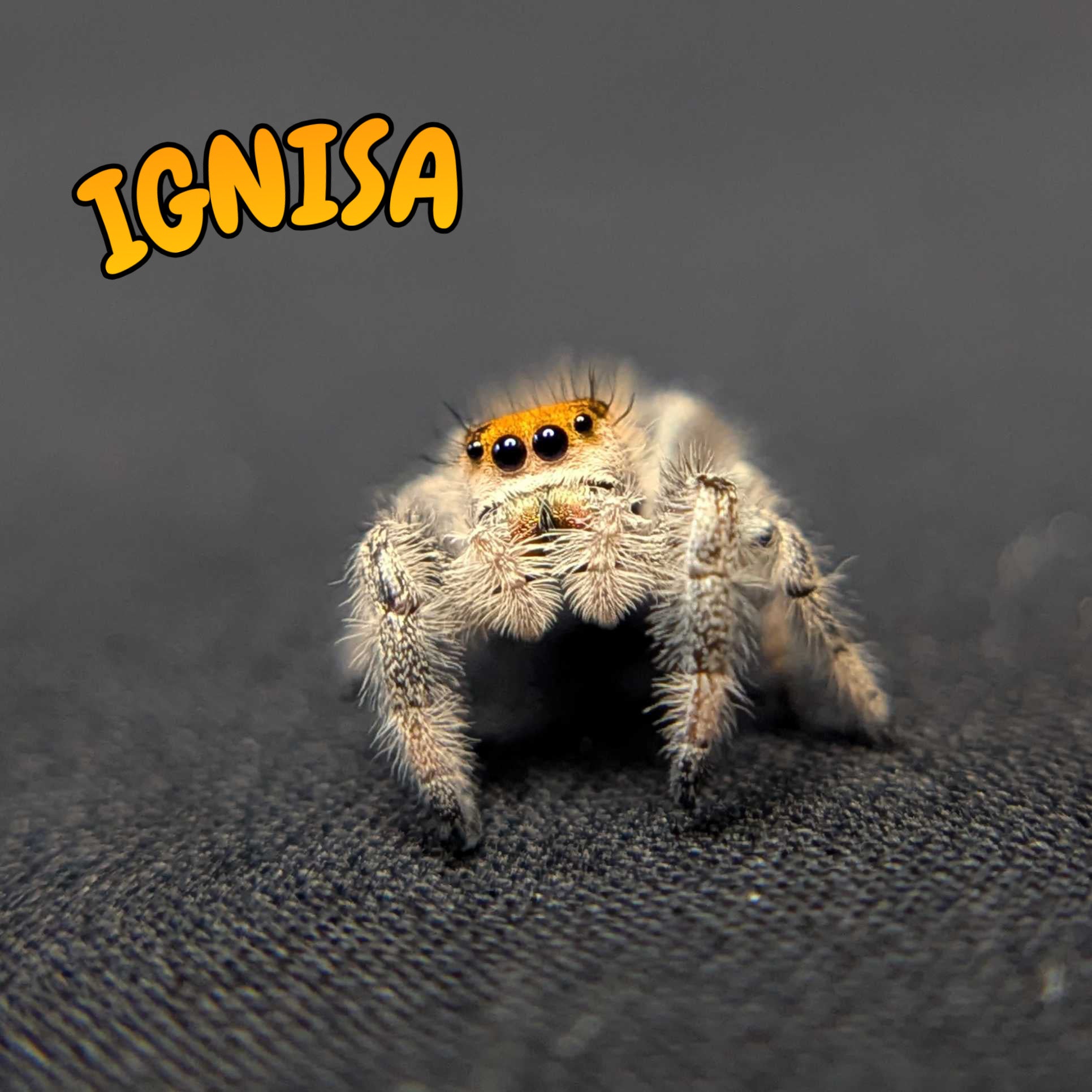 Regal Jumping Spider "Ignisa"