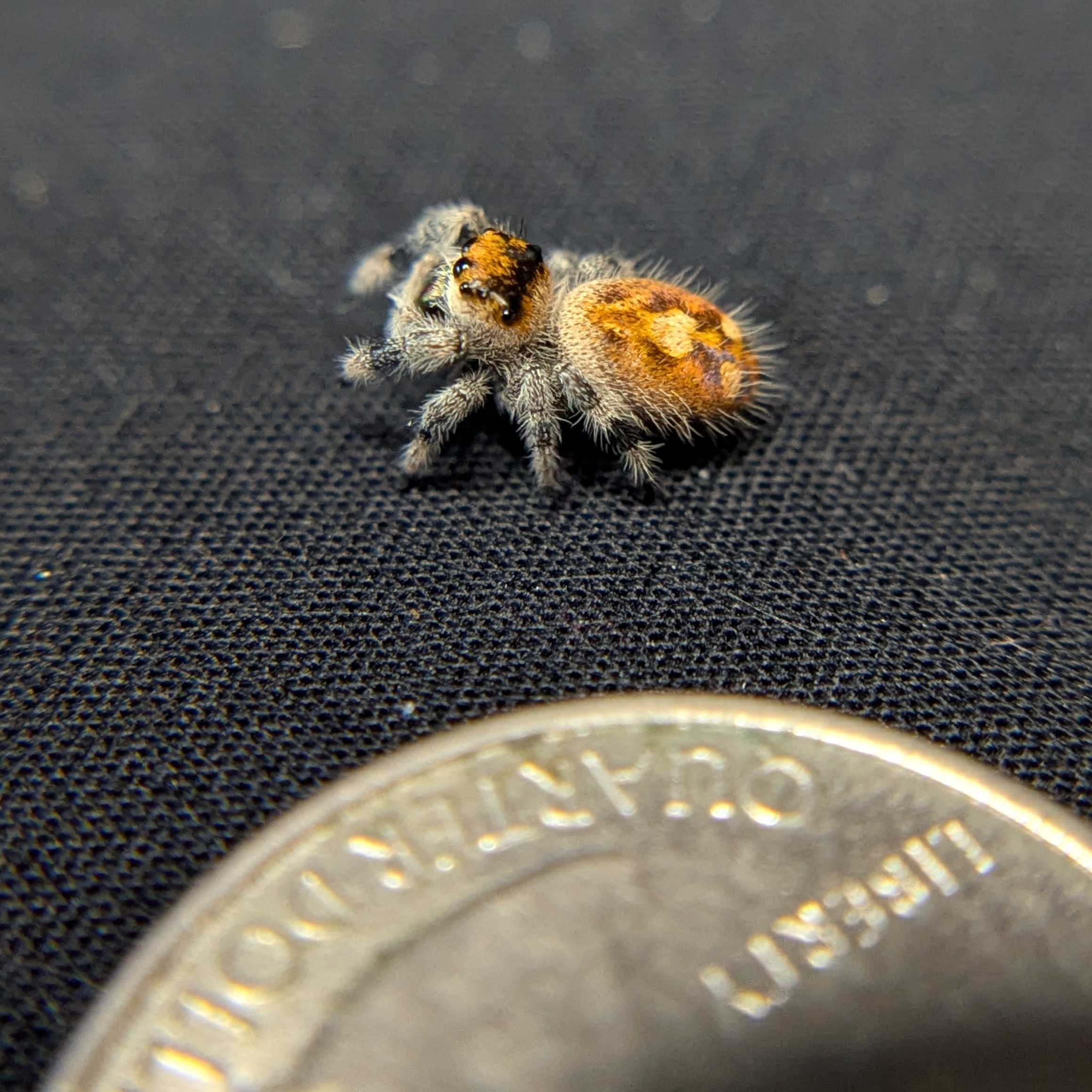 Regal Jumping Spider "Honey Bun"