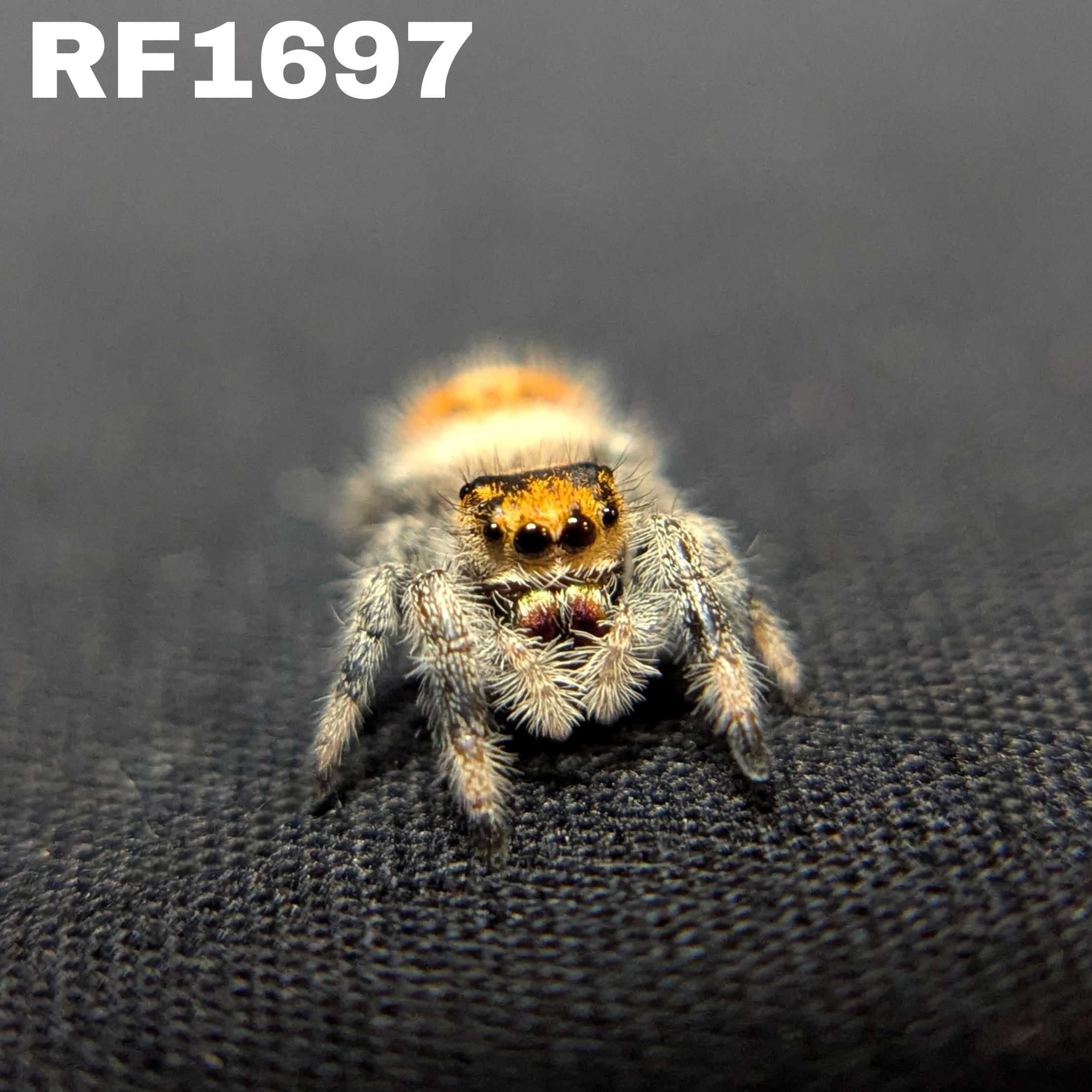 Regal Jumping Spider "Honey Bun"