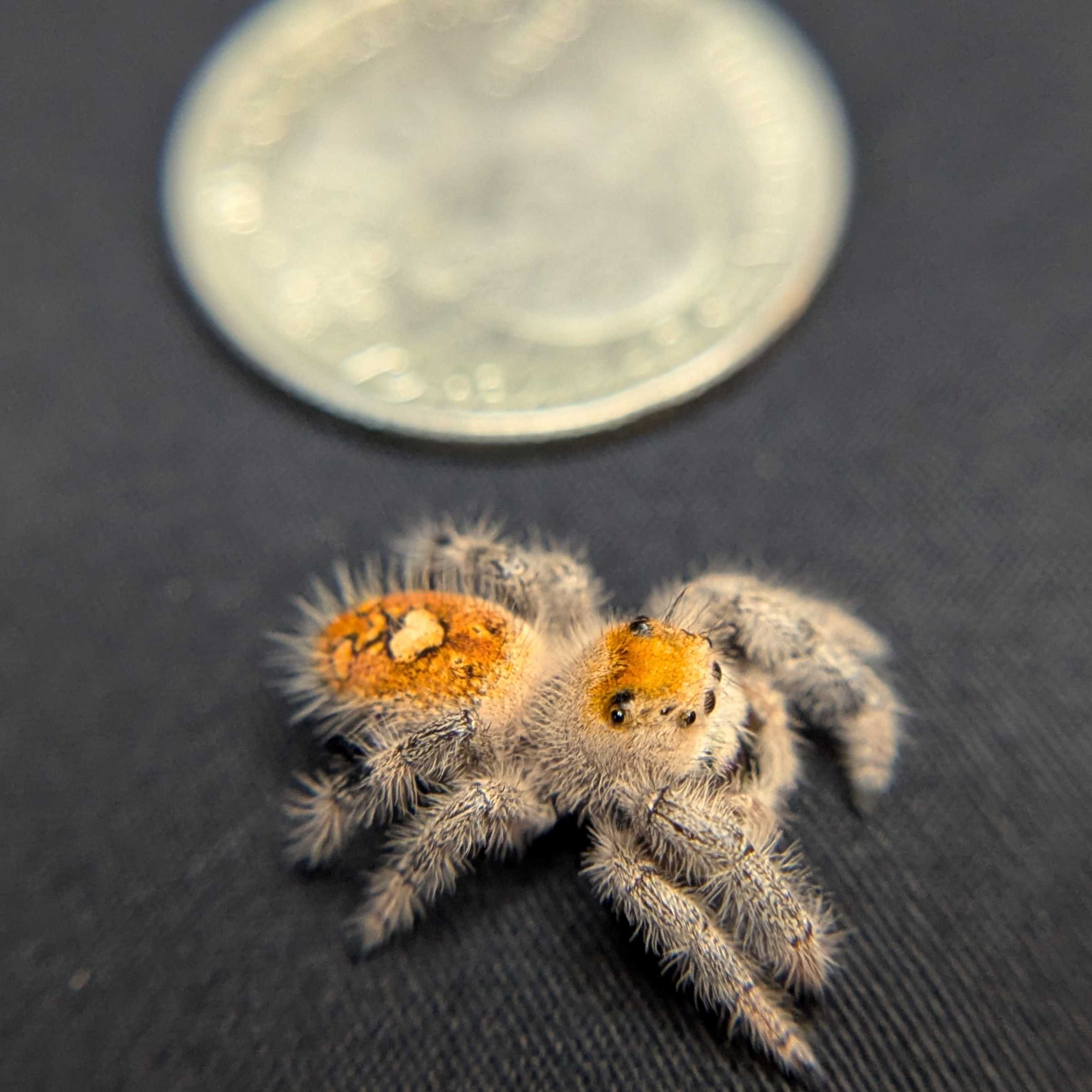 Regal Jumping Spider "Viola"