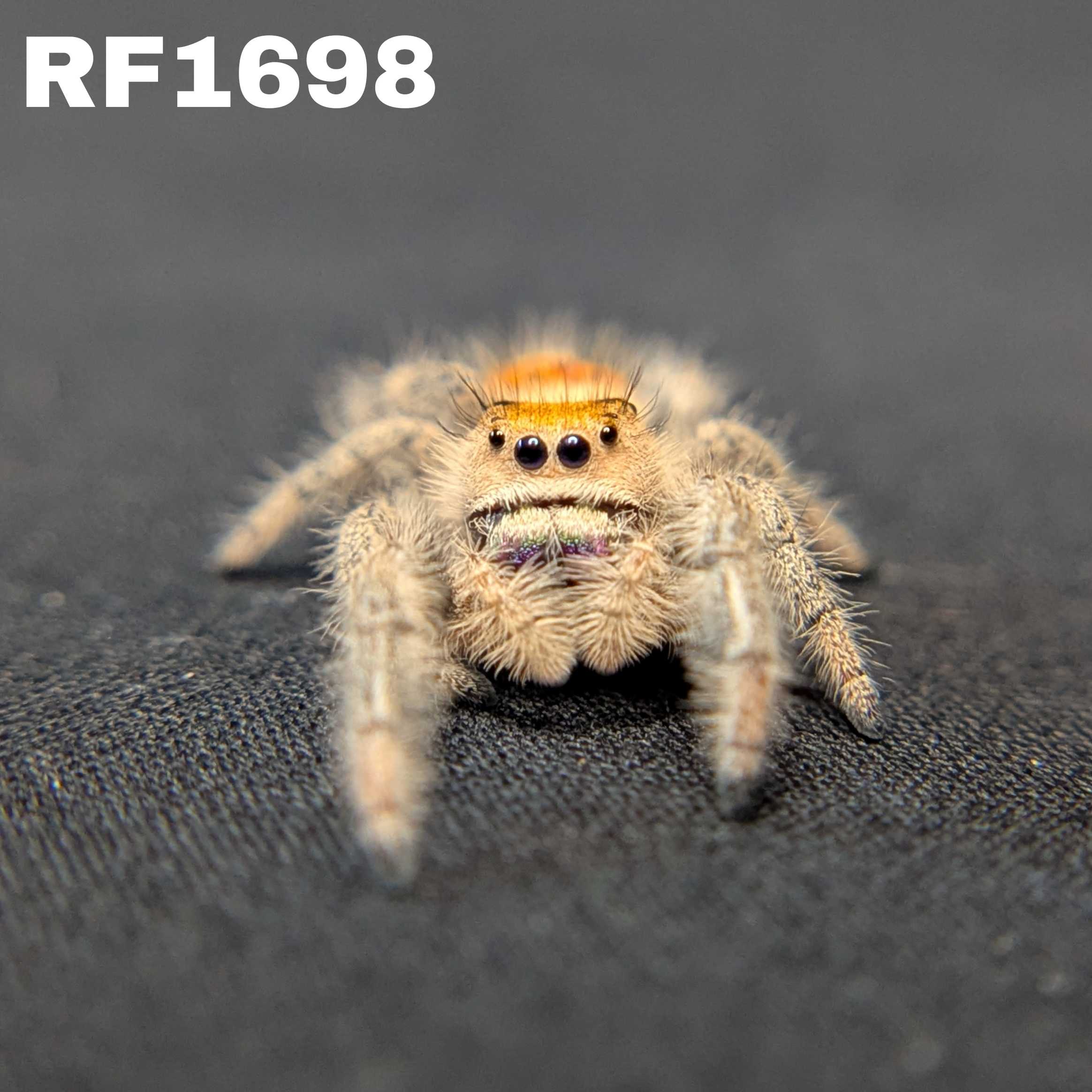 Regal Jumping Spider "Viola"