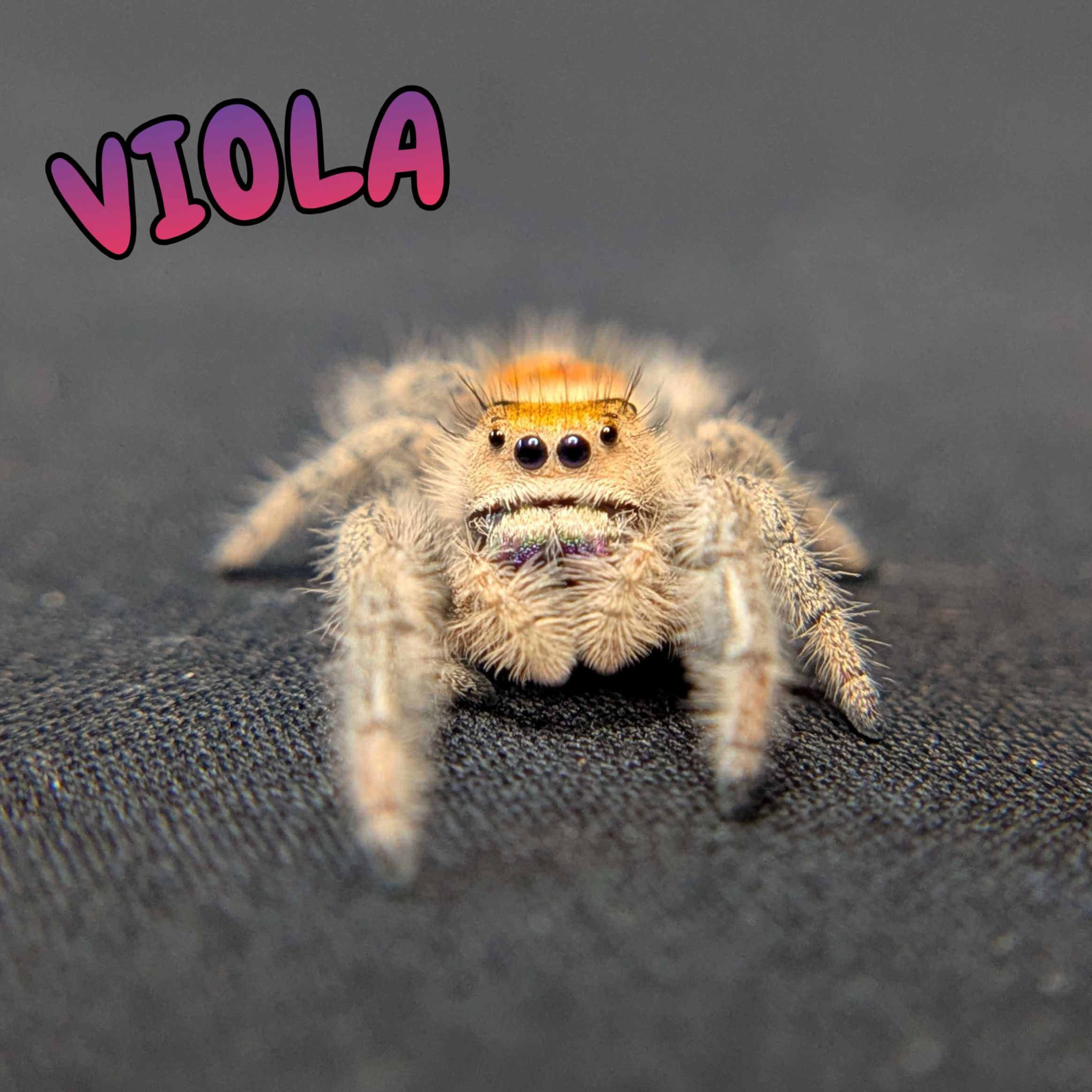 Regal Jumping Spider "Viola"