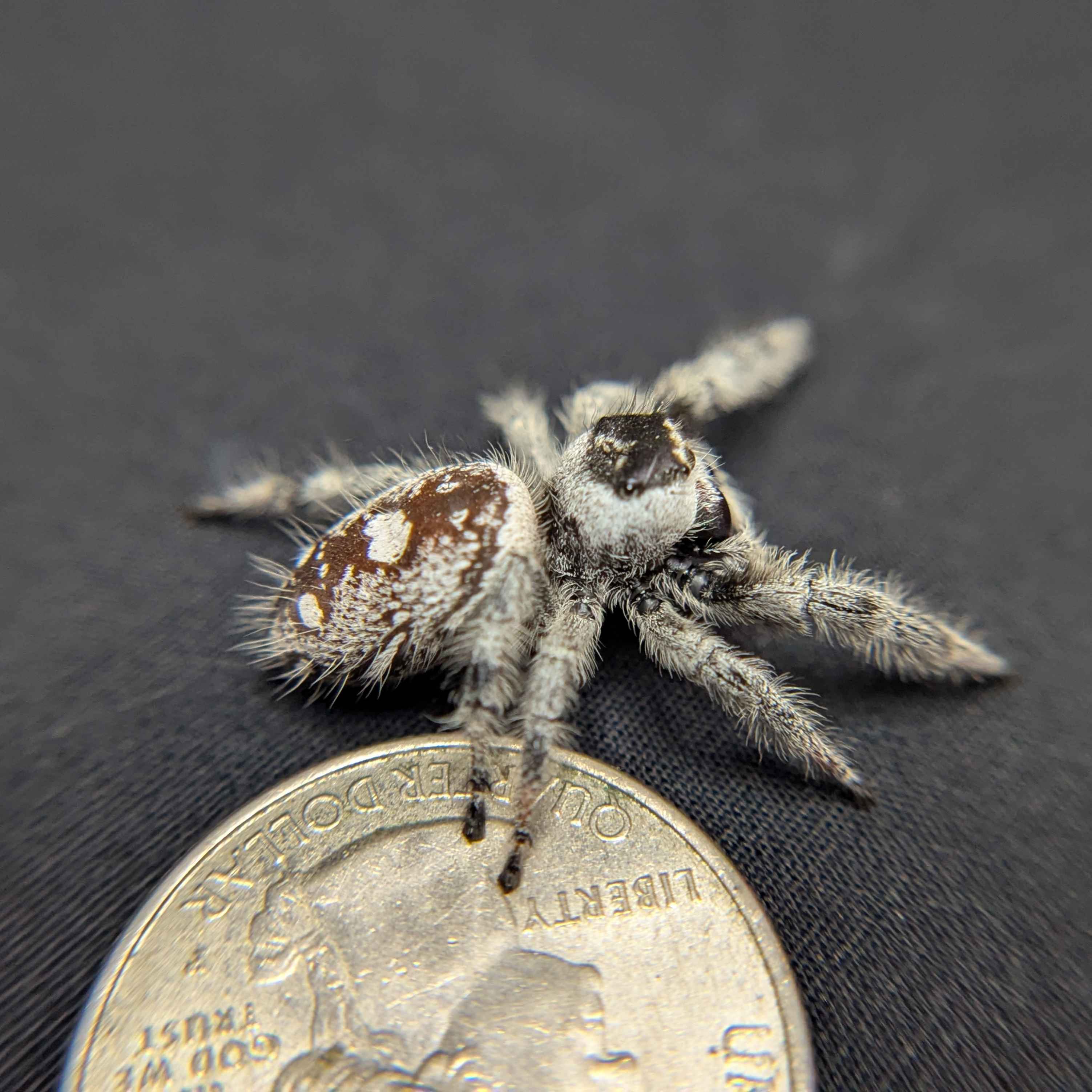 Regal Jumping Spider "Storm" (High White)