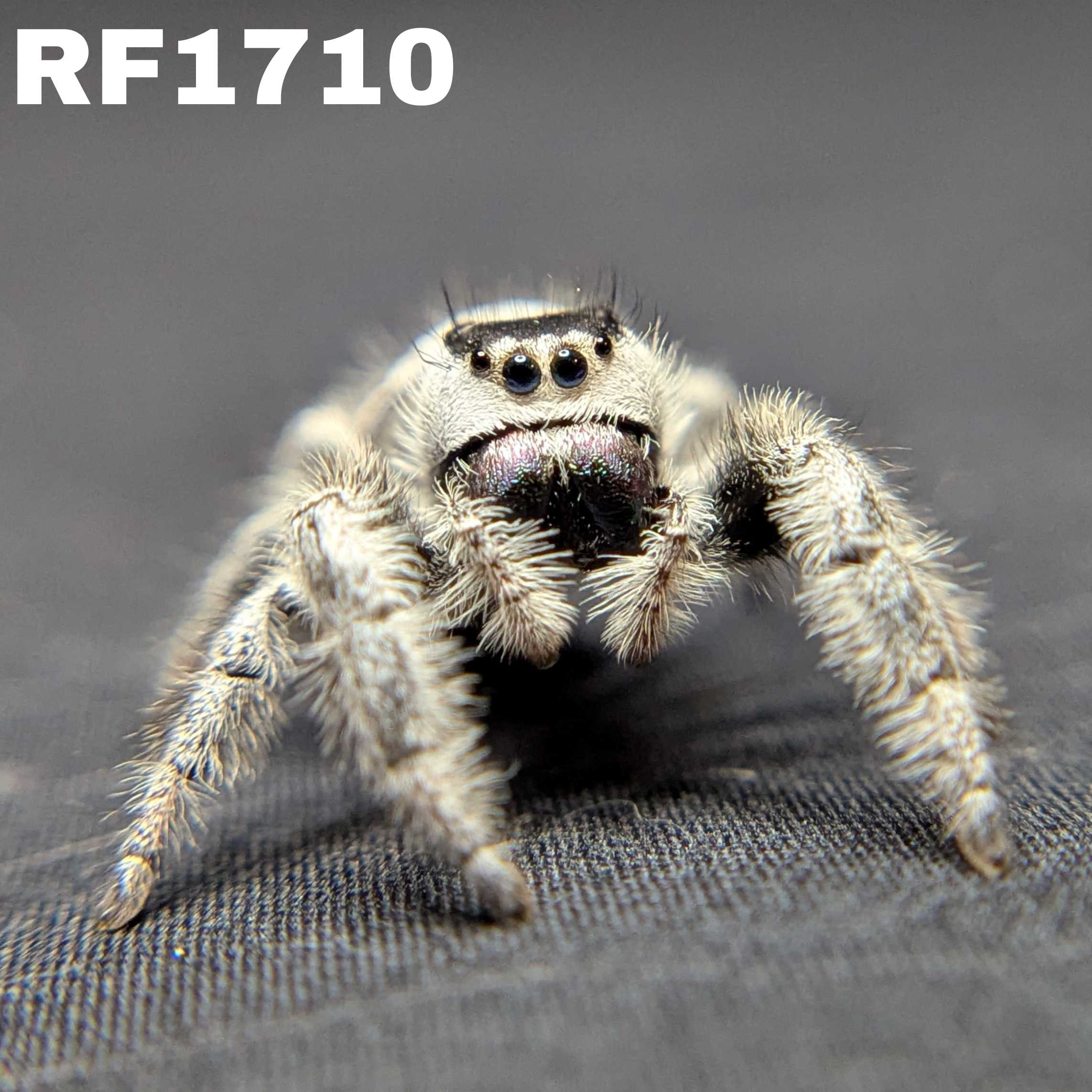 Regal Jumping Spider "Storm" (High White)