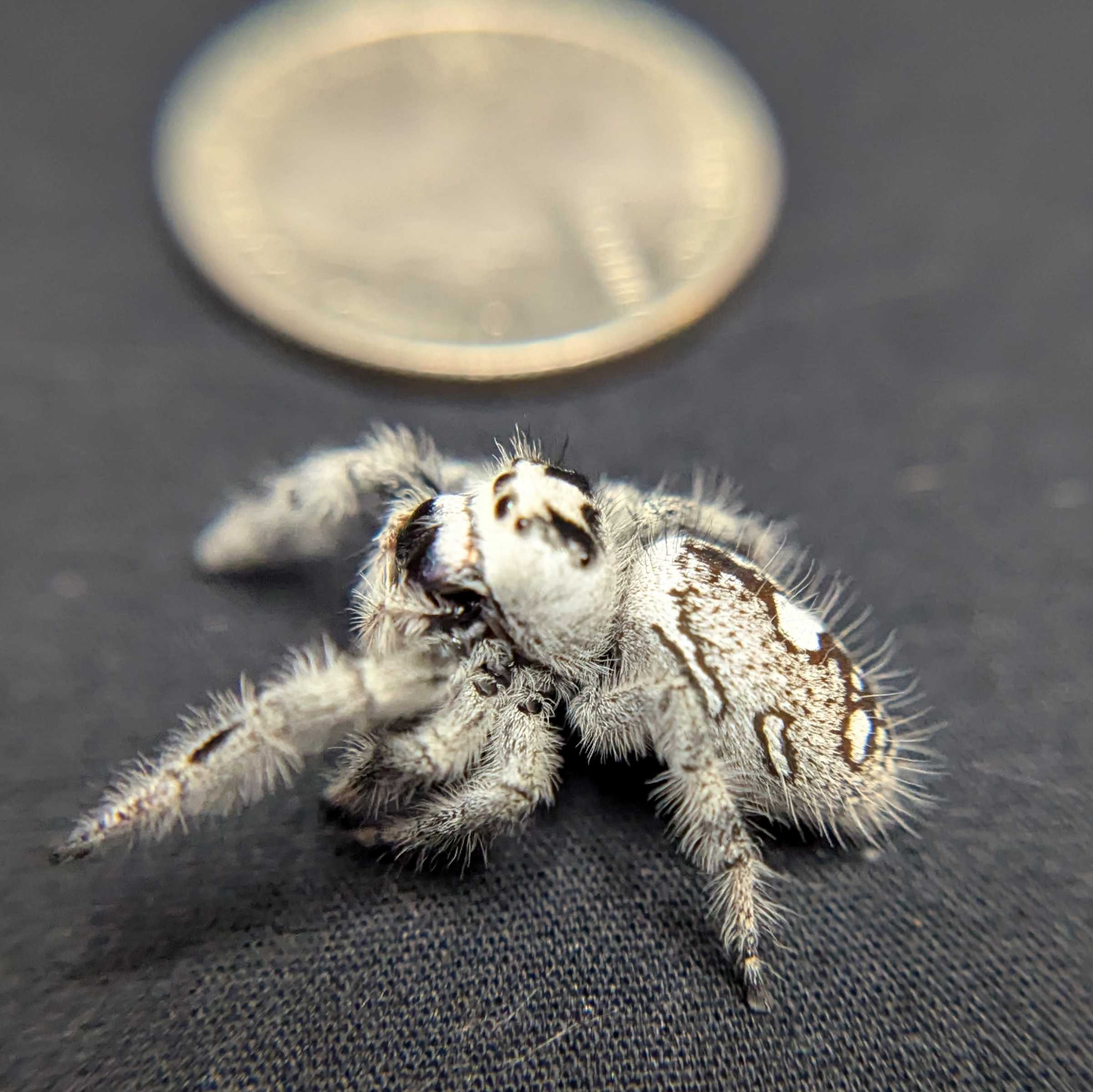 Regal Jumping Spider “White Truffle” (High White)