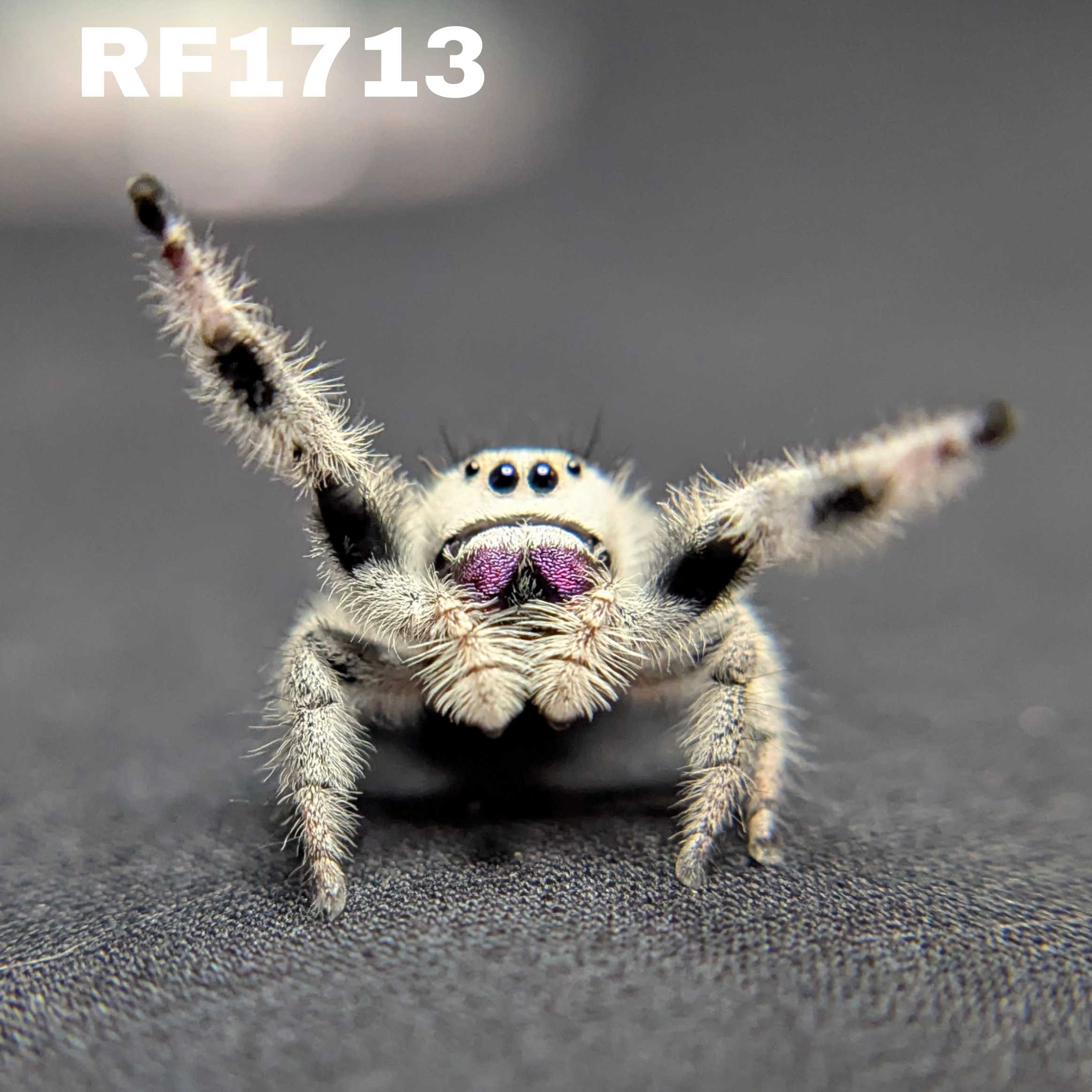 Regal Jumping Spider “White Truffle” (High White)