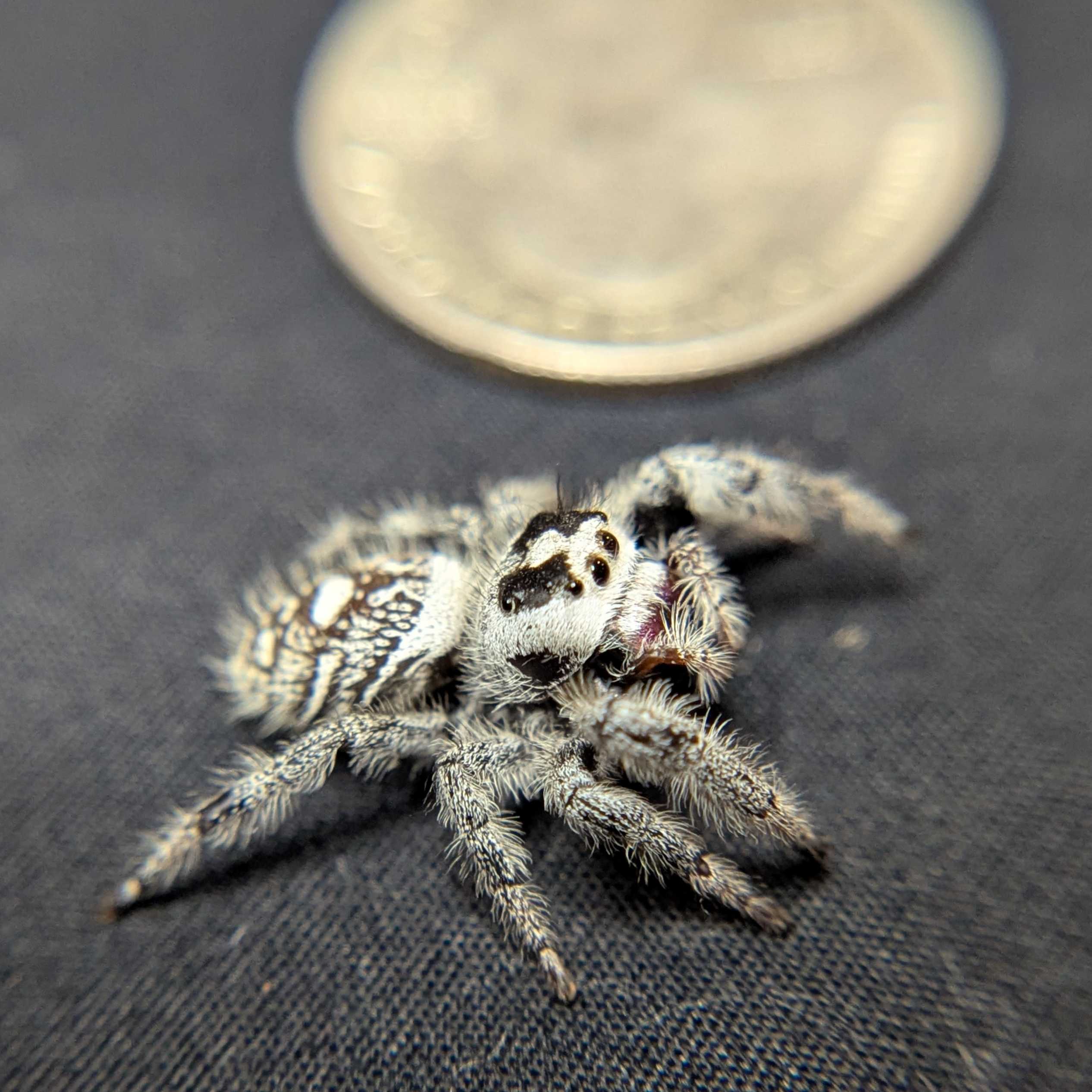Regal Jumping Spider "Snow White" (High White)