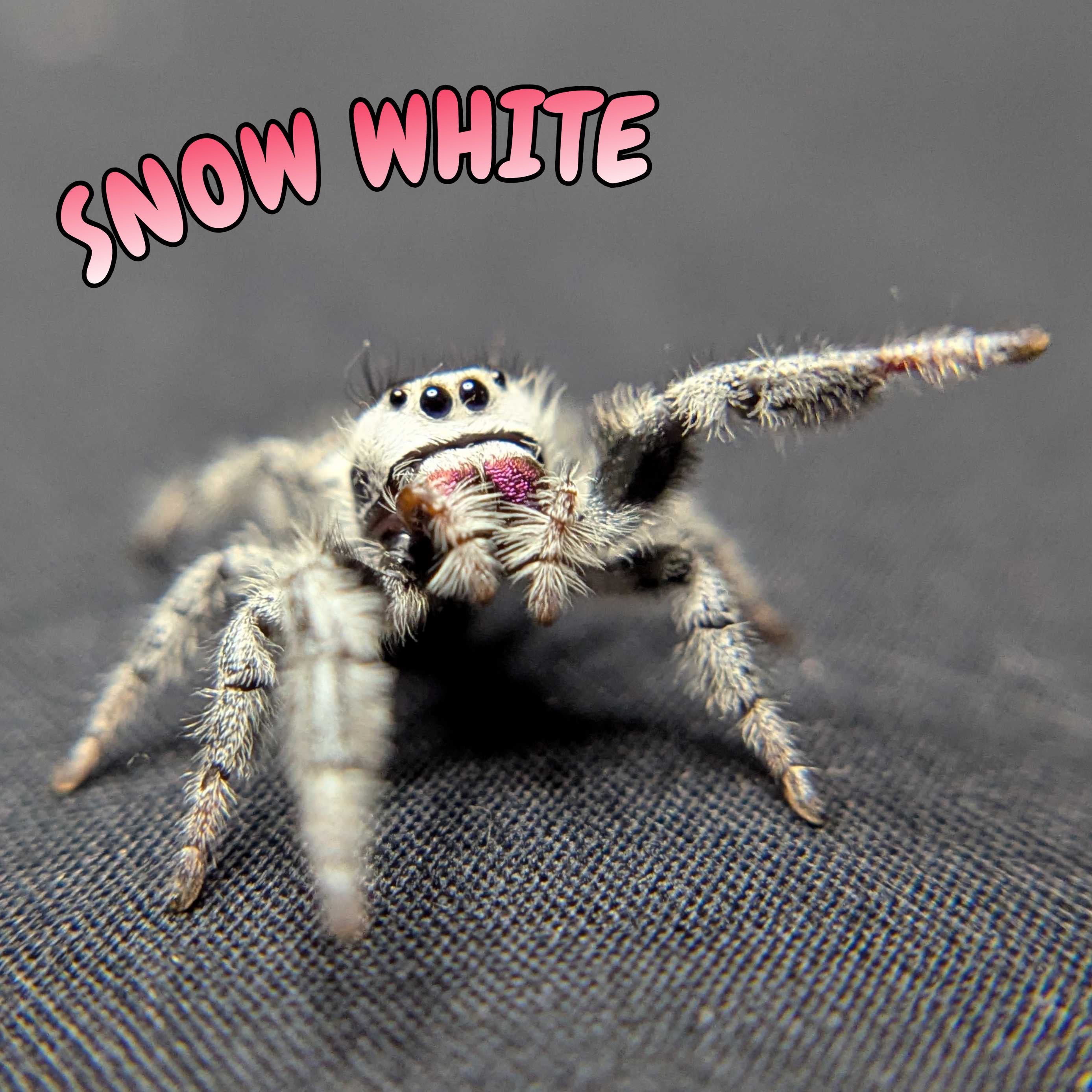 Regal Jumping Spider "Snow White" (High White)