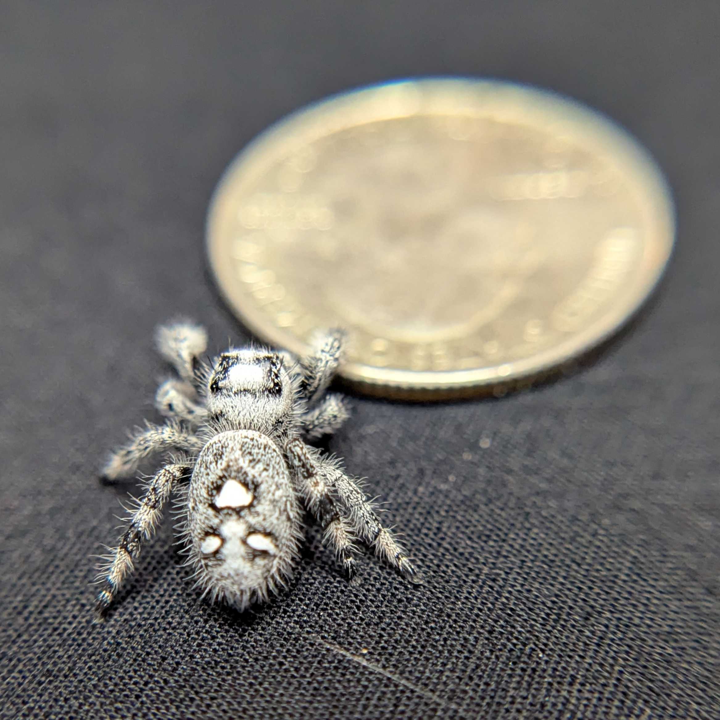 Regal Jumping Spider "Joker" (High White)