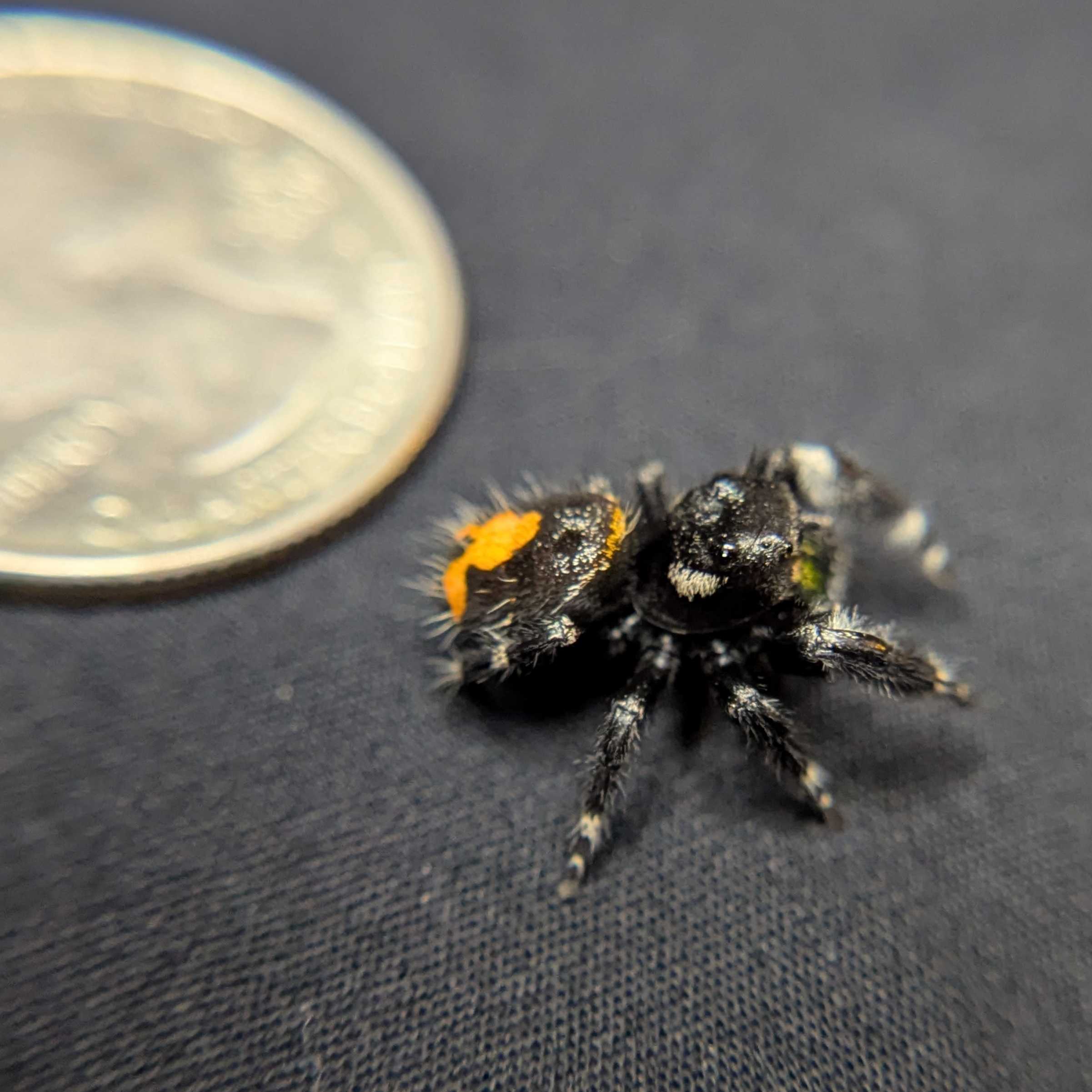 Audax Bryantae Jumping Spider “Foster”