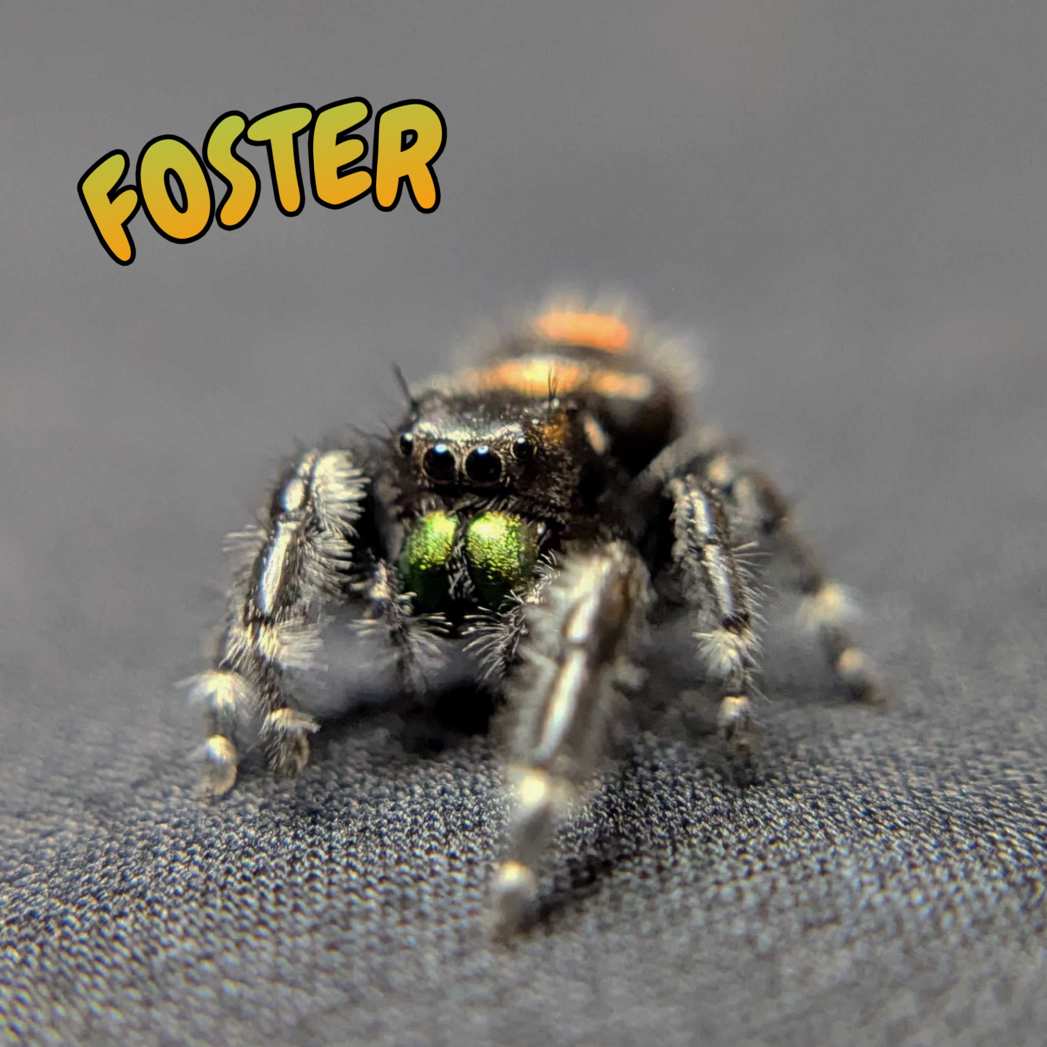 Audax Bryantae Jumping Spider “Foster”