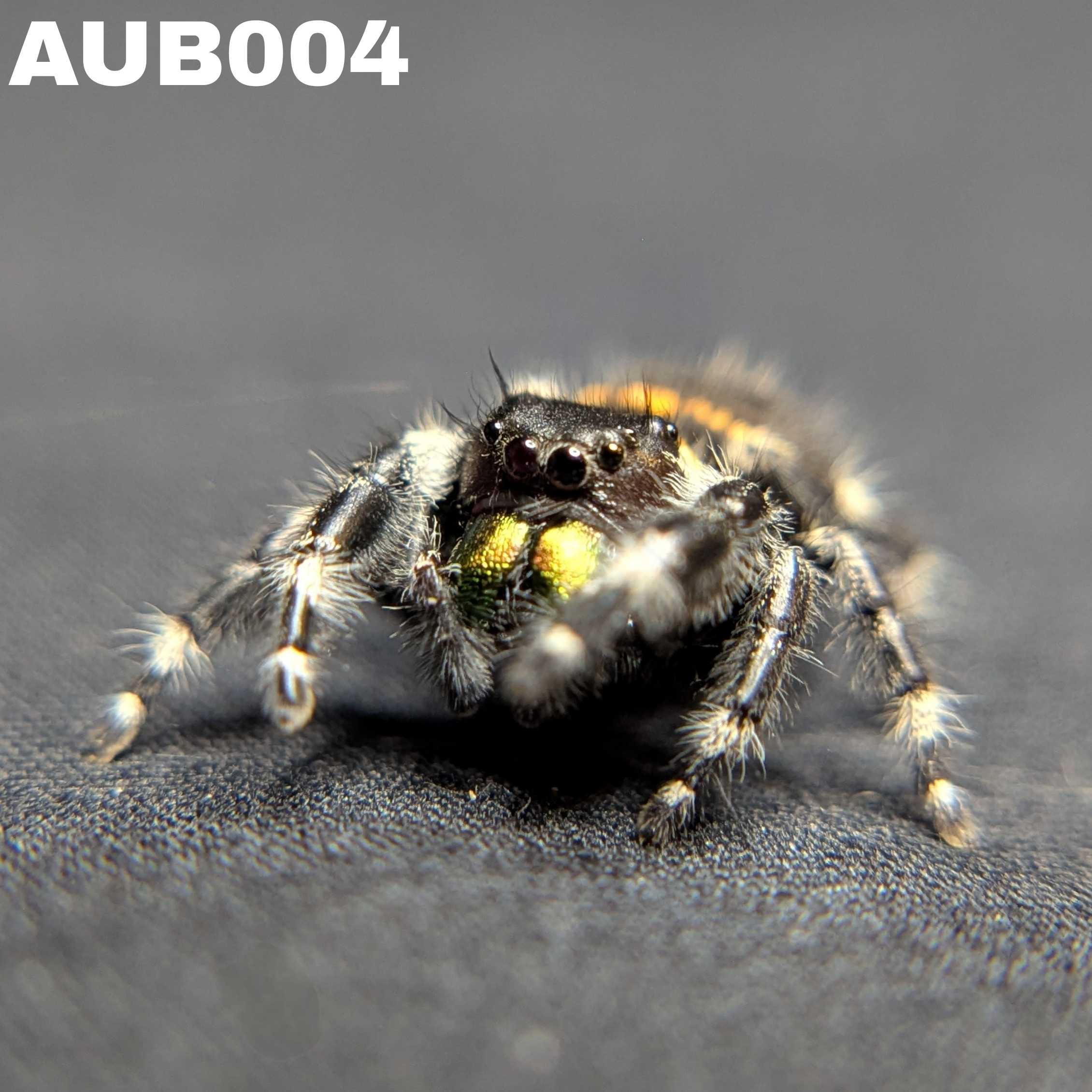 Audax Bryantae Jumping Spider "Halloween"