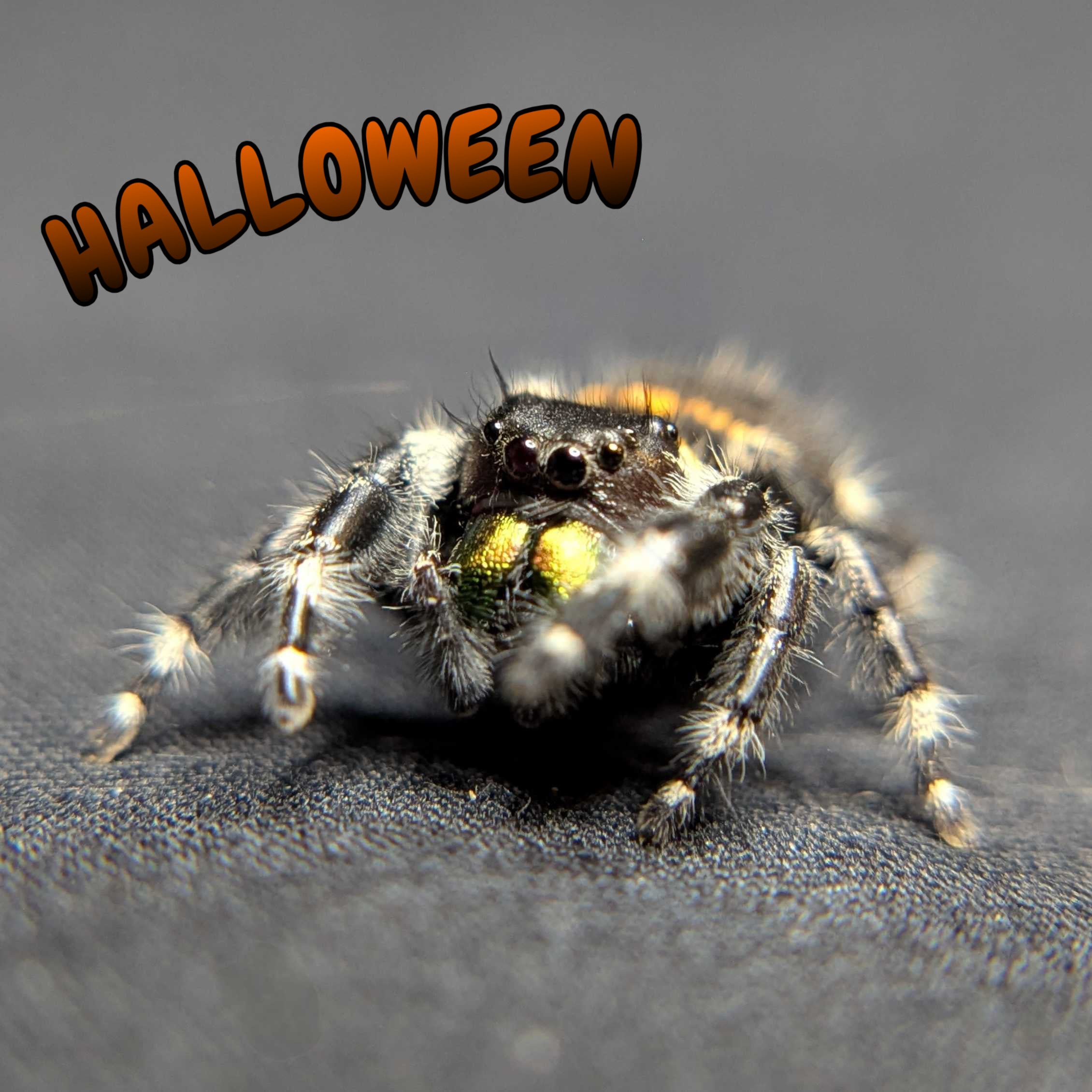 Audax Bryantae Jumping Spider "Halloween"