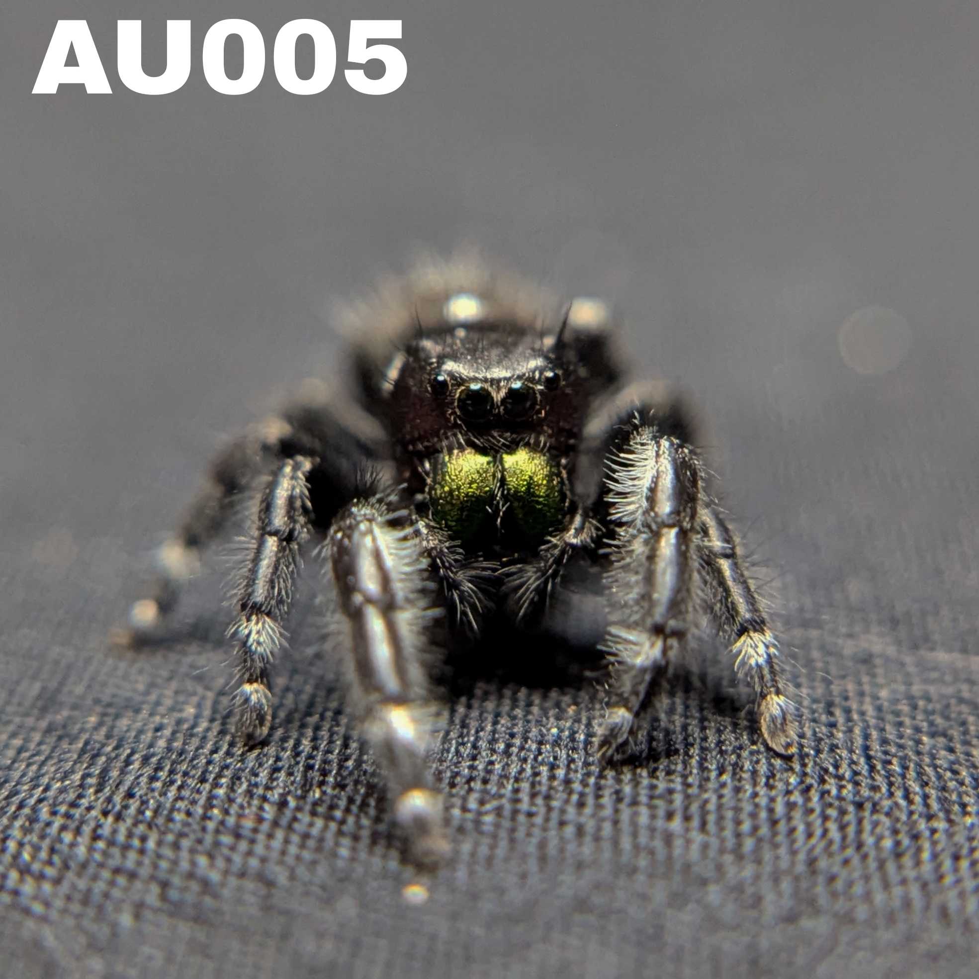 Audax Jumping Spider "Charcoal"
