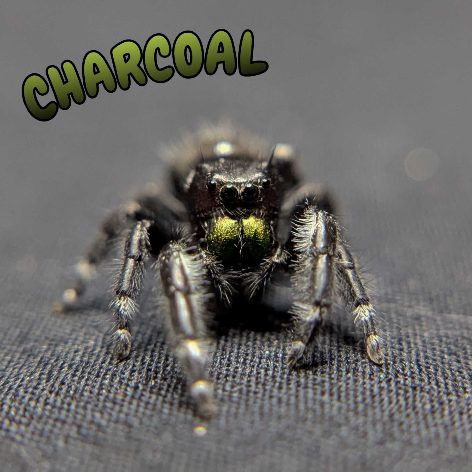 Audax Jumping Spider "Charcoal"