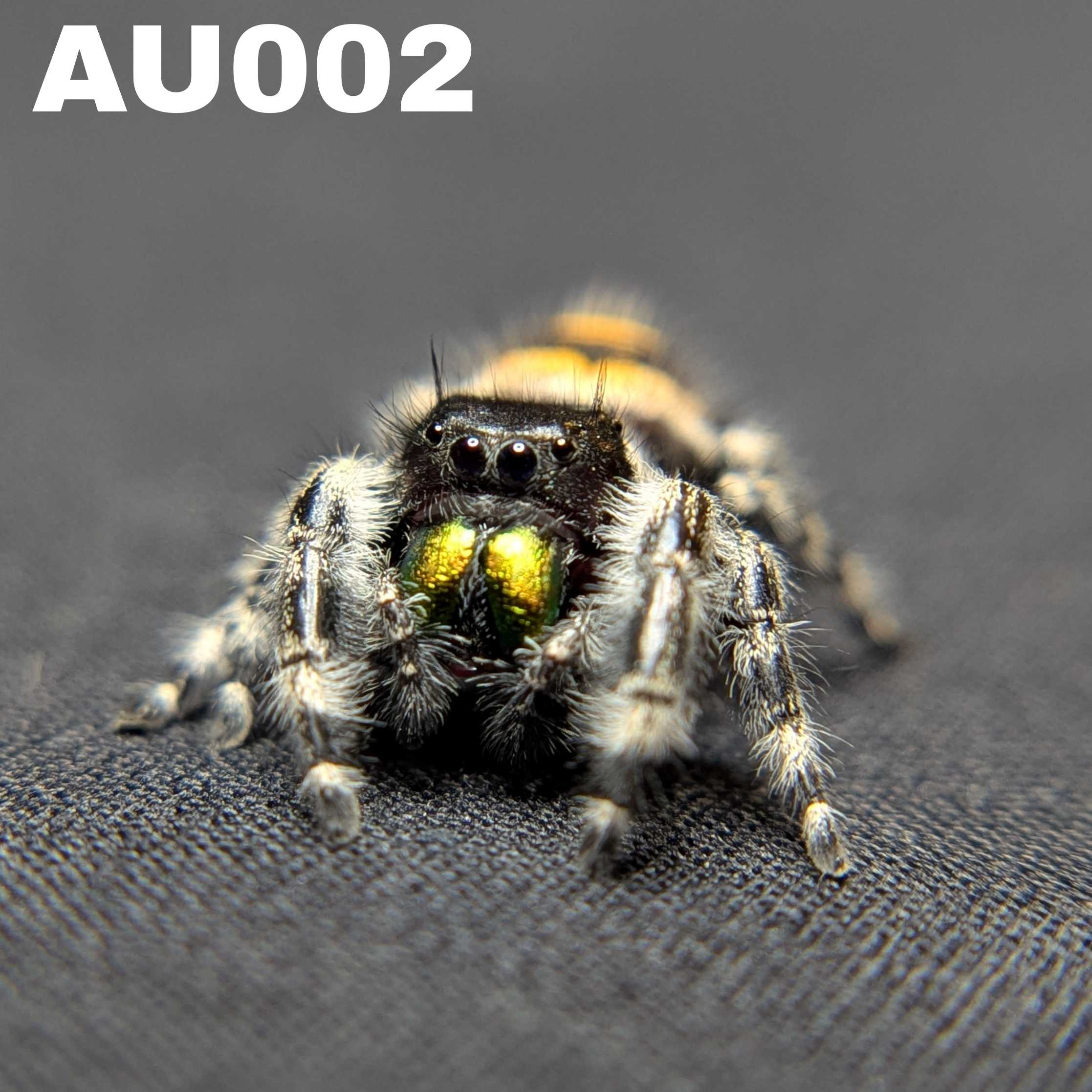 Audax Bryantae Jumping Spider “Pumpkin King”