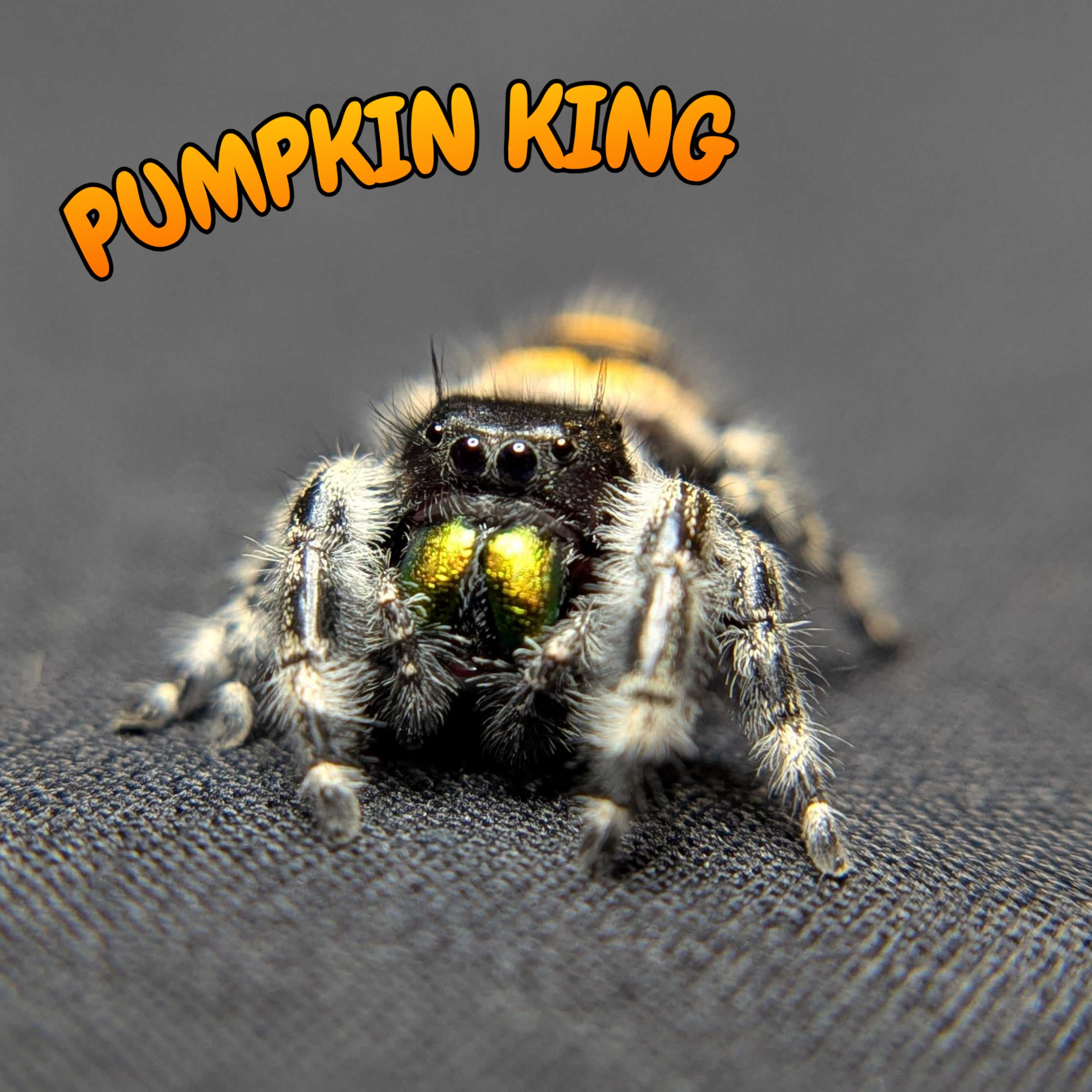 Audax Bryantae Jumping Spider “Pumpkin King”