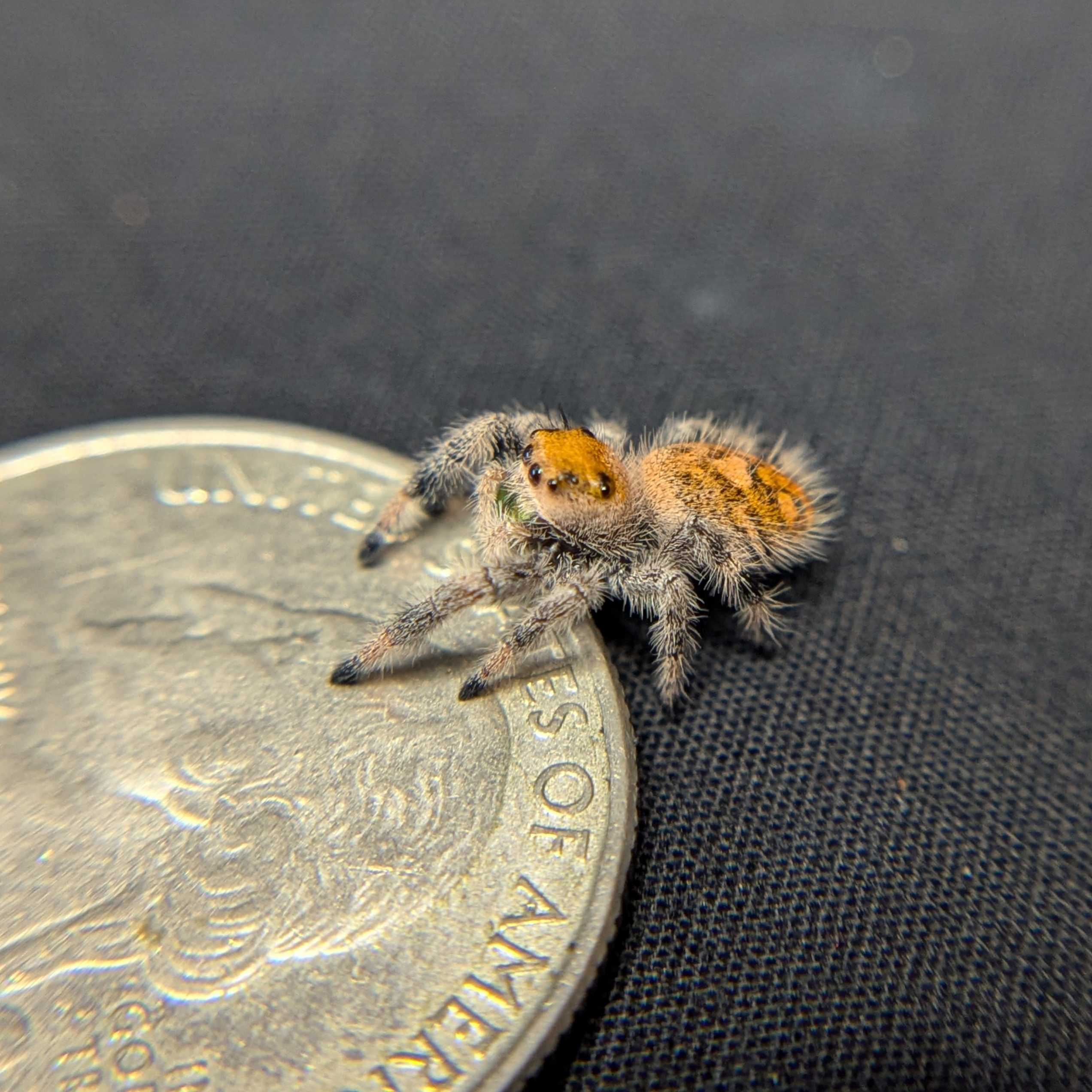 Regal Jumping Spider "Butter"