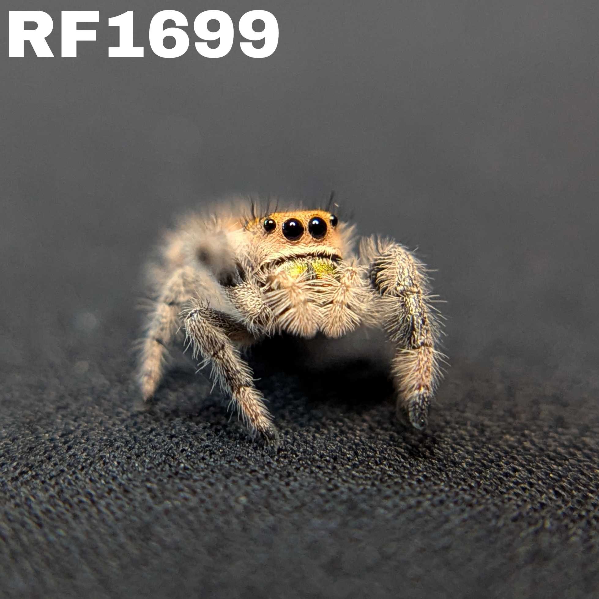 Regal Jumping Spider "Butter"